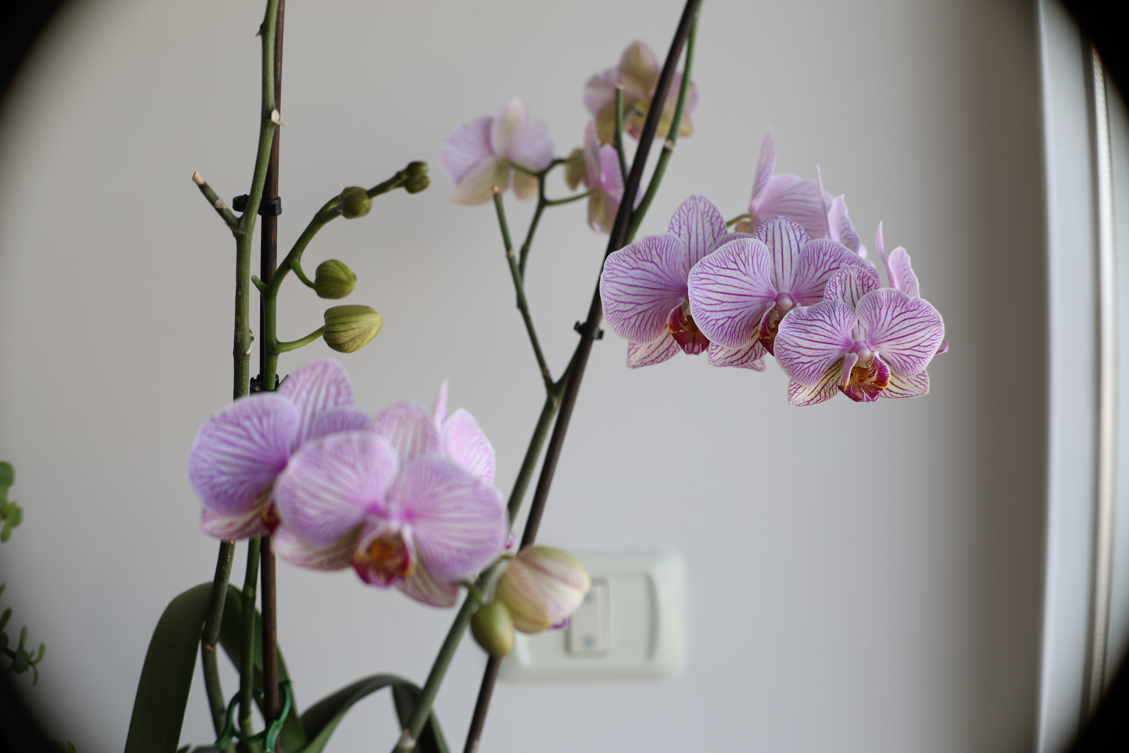 When APS-C Glass Pretends to Be Full Frame