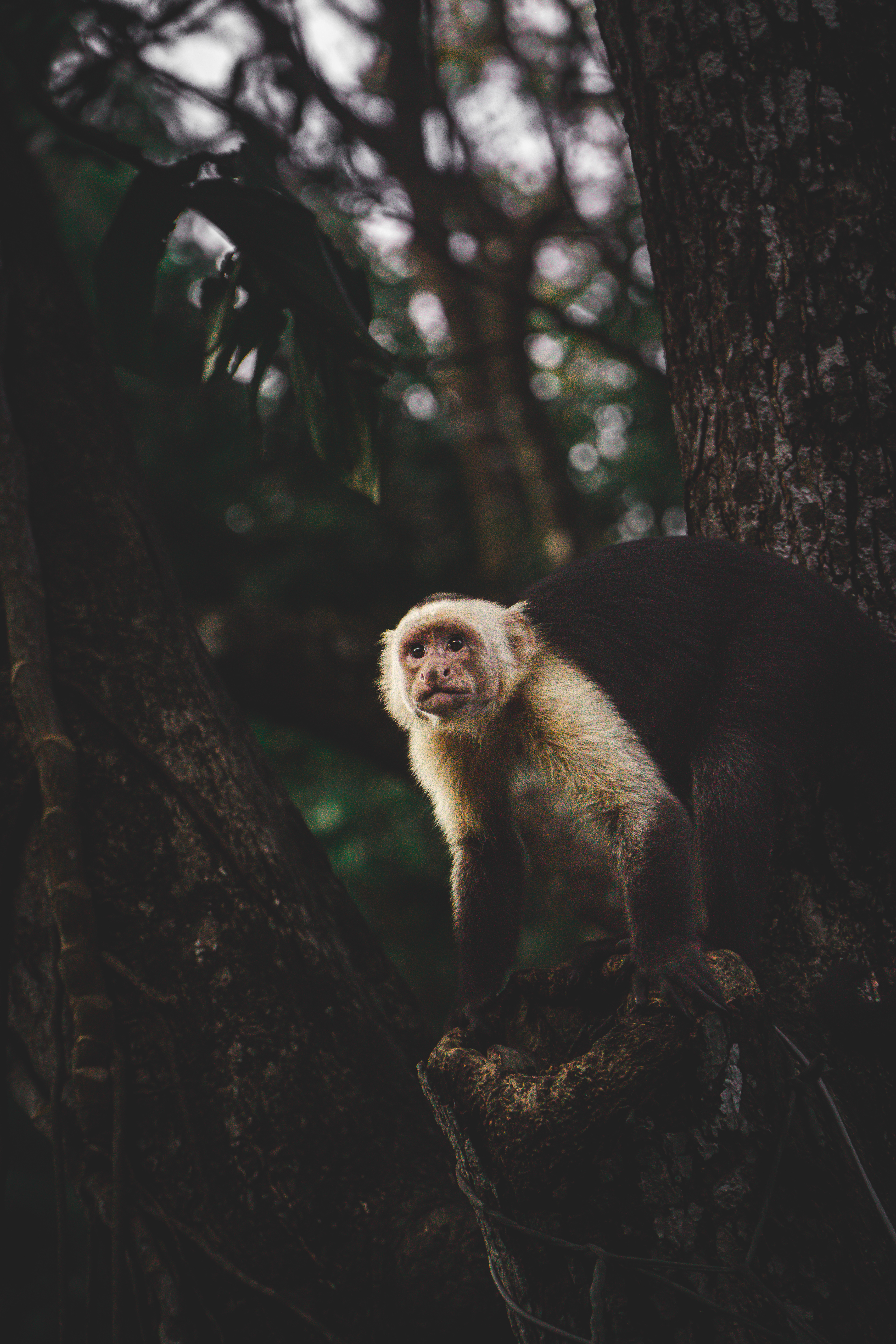WILD PHOTOGRAPHY - COSTA RICA