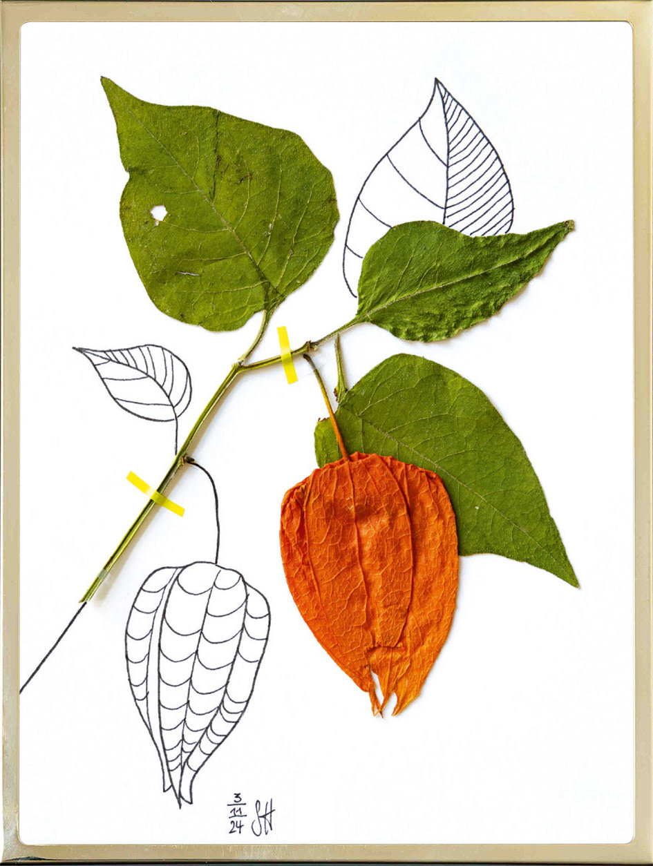 Physalis 10x15 cm