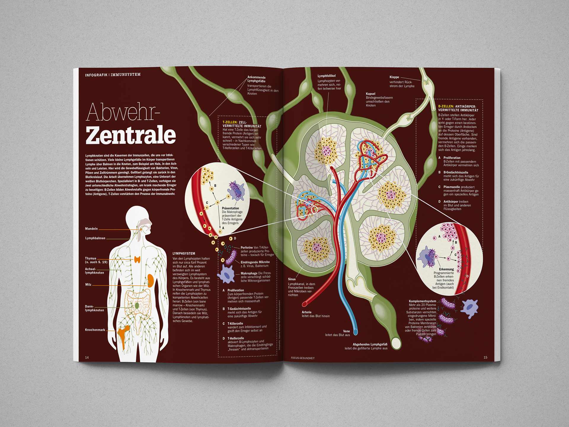 medizinische Infografik über das Immunsystem des Menschen
