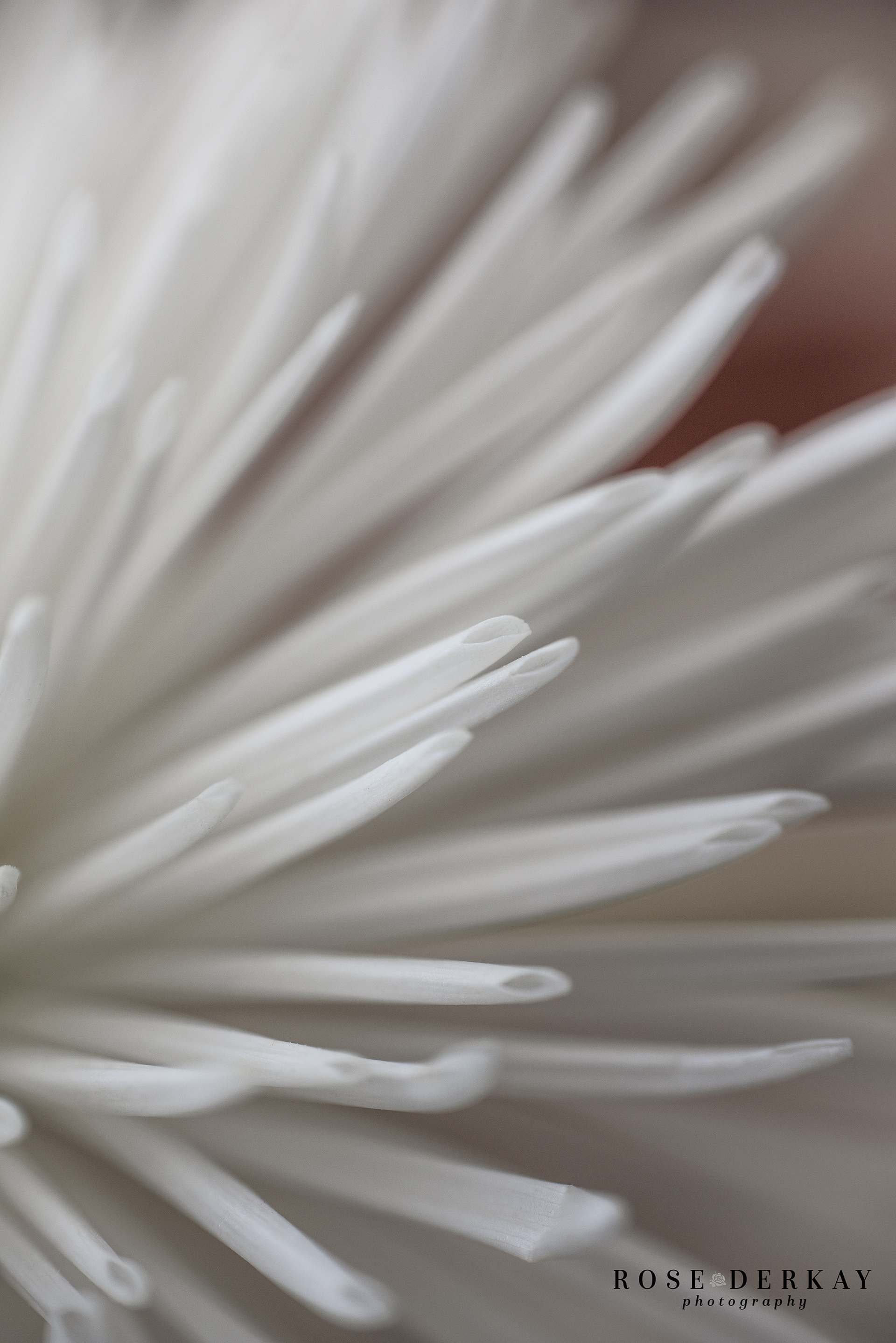 white dahlia