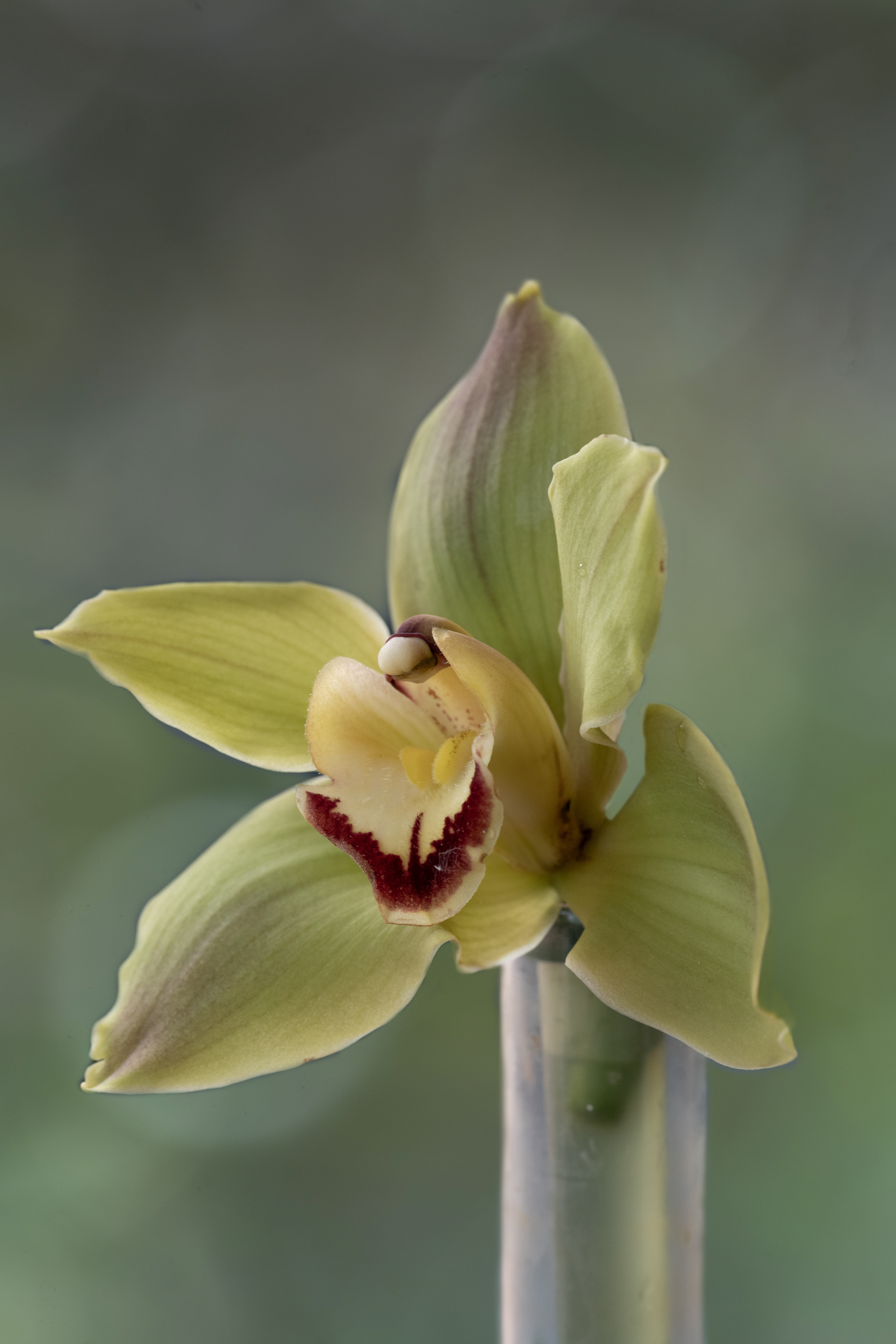 orchid-essence