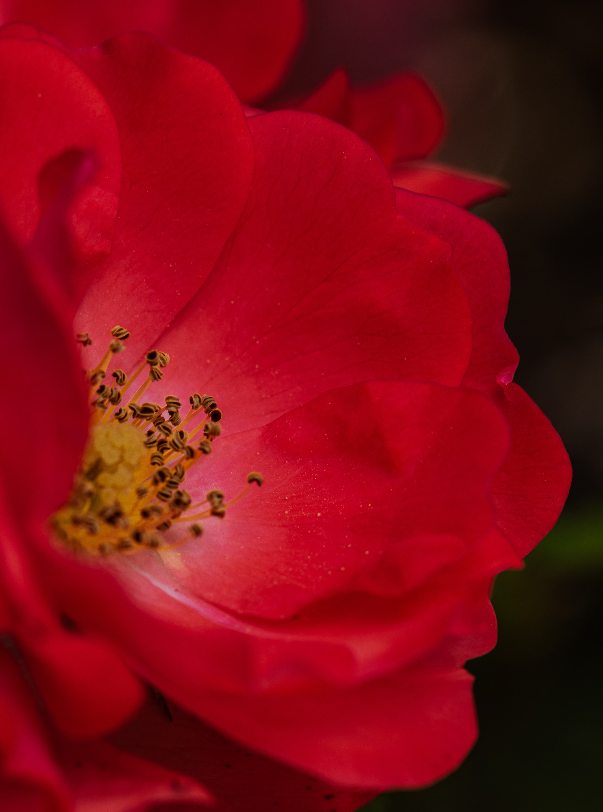 soft red