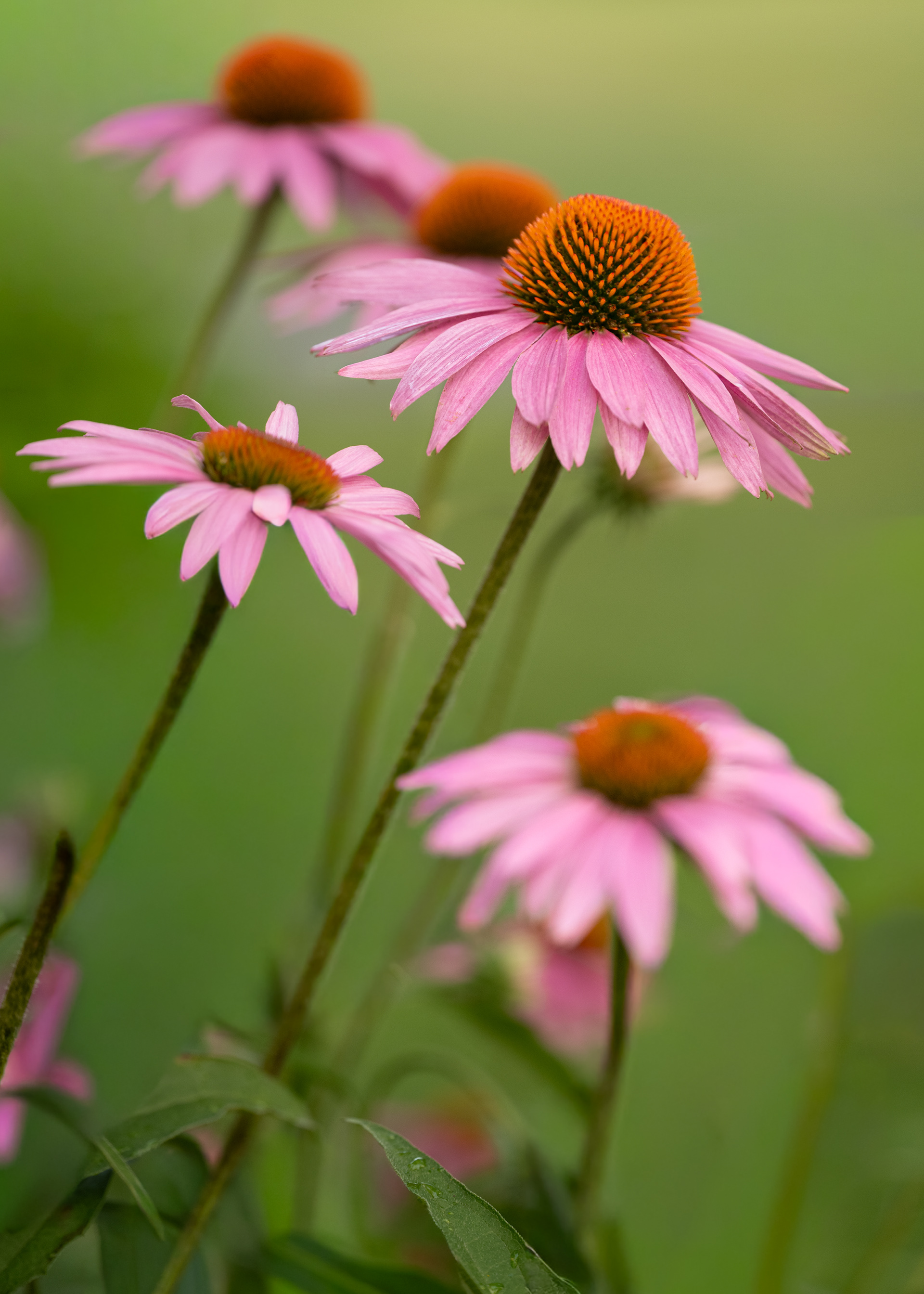 coneflower collection
