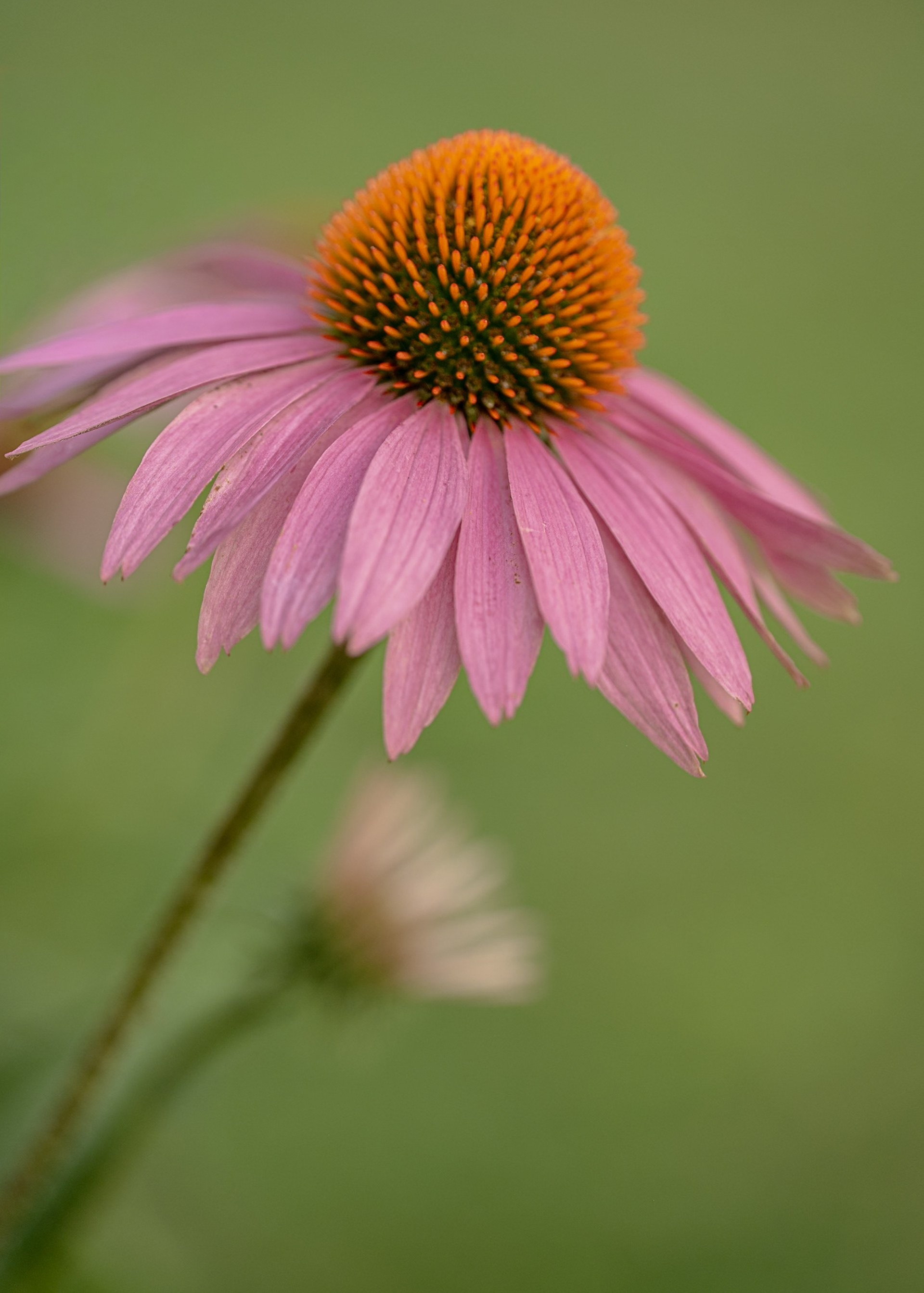 jan's coneflower