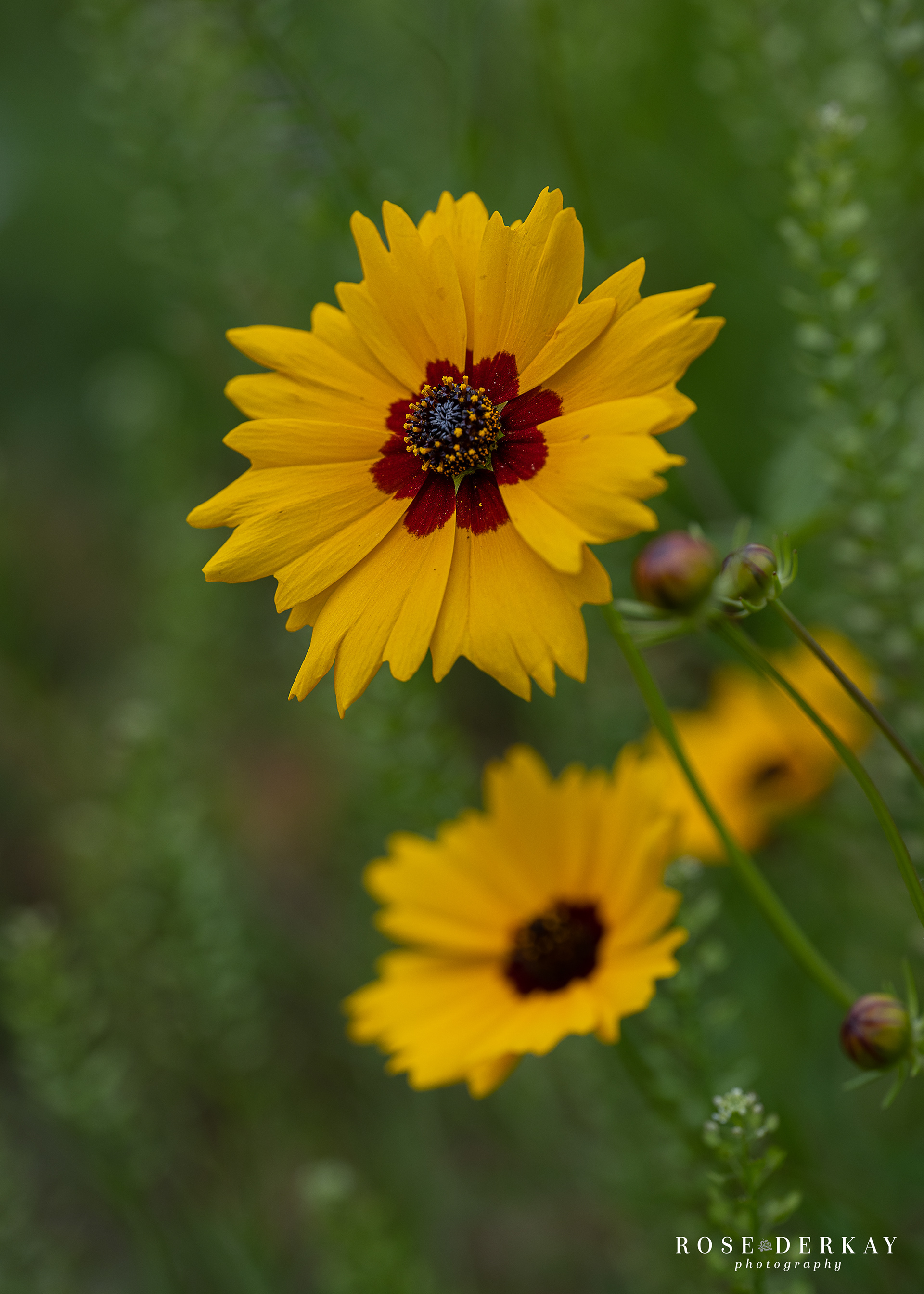 among the wildflowers