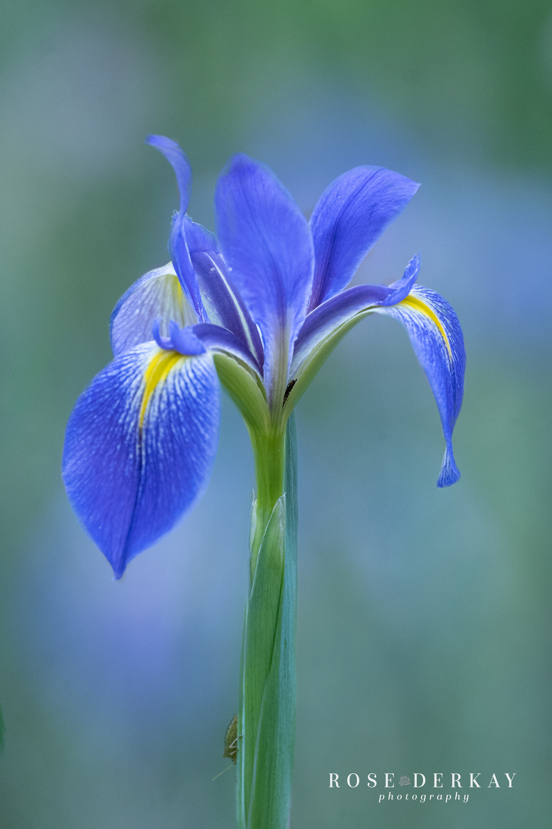 wild blue