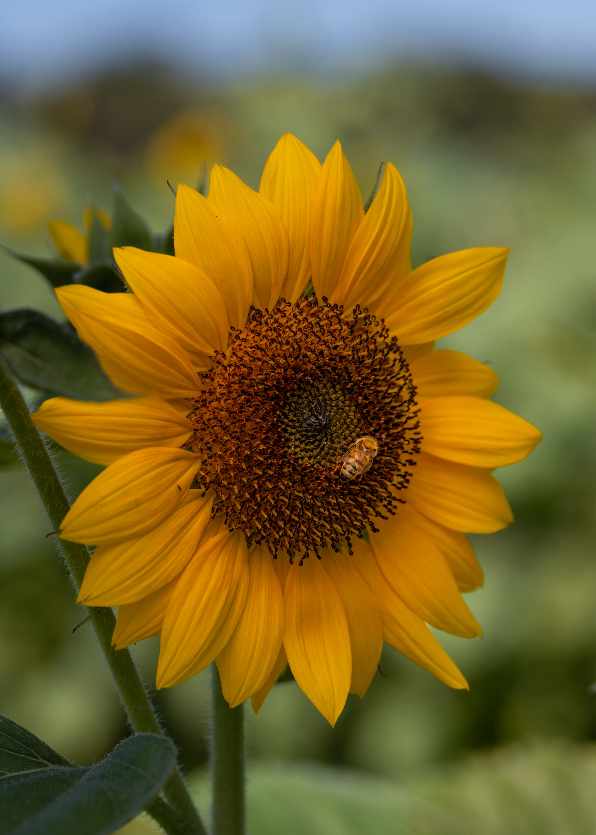 peace... & the bee