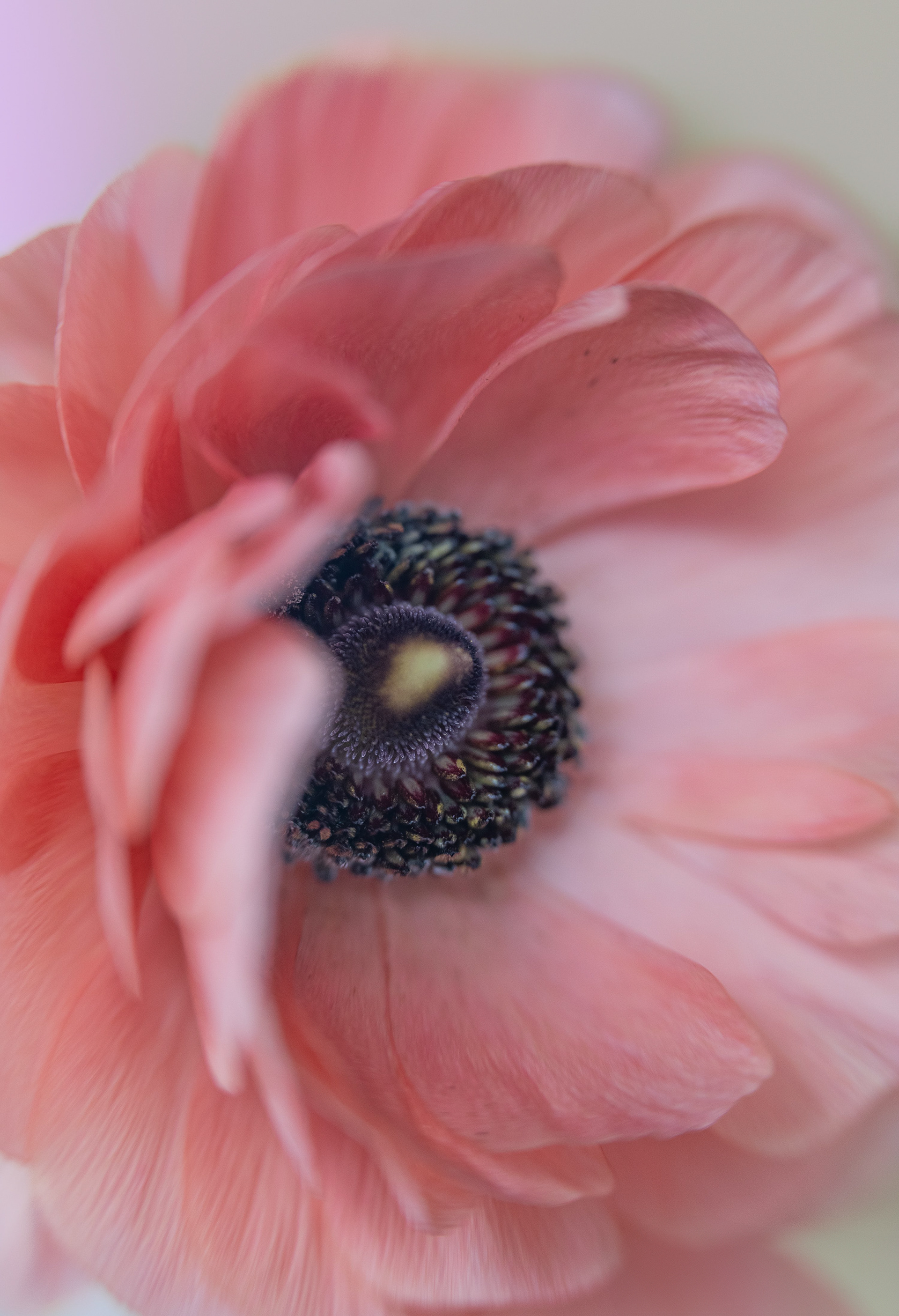 softer side