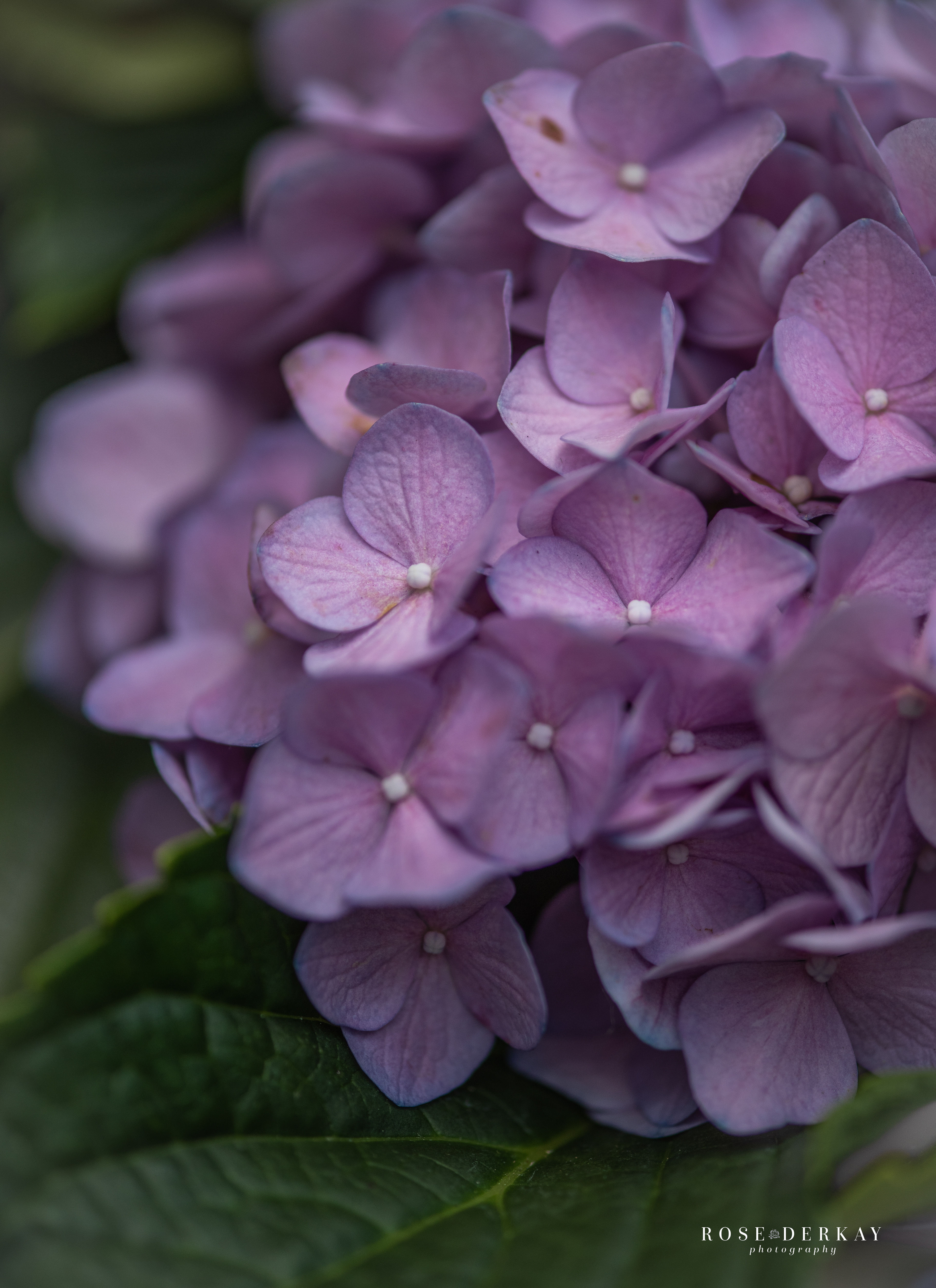 from my garden