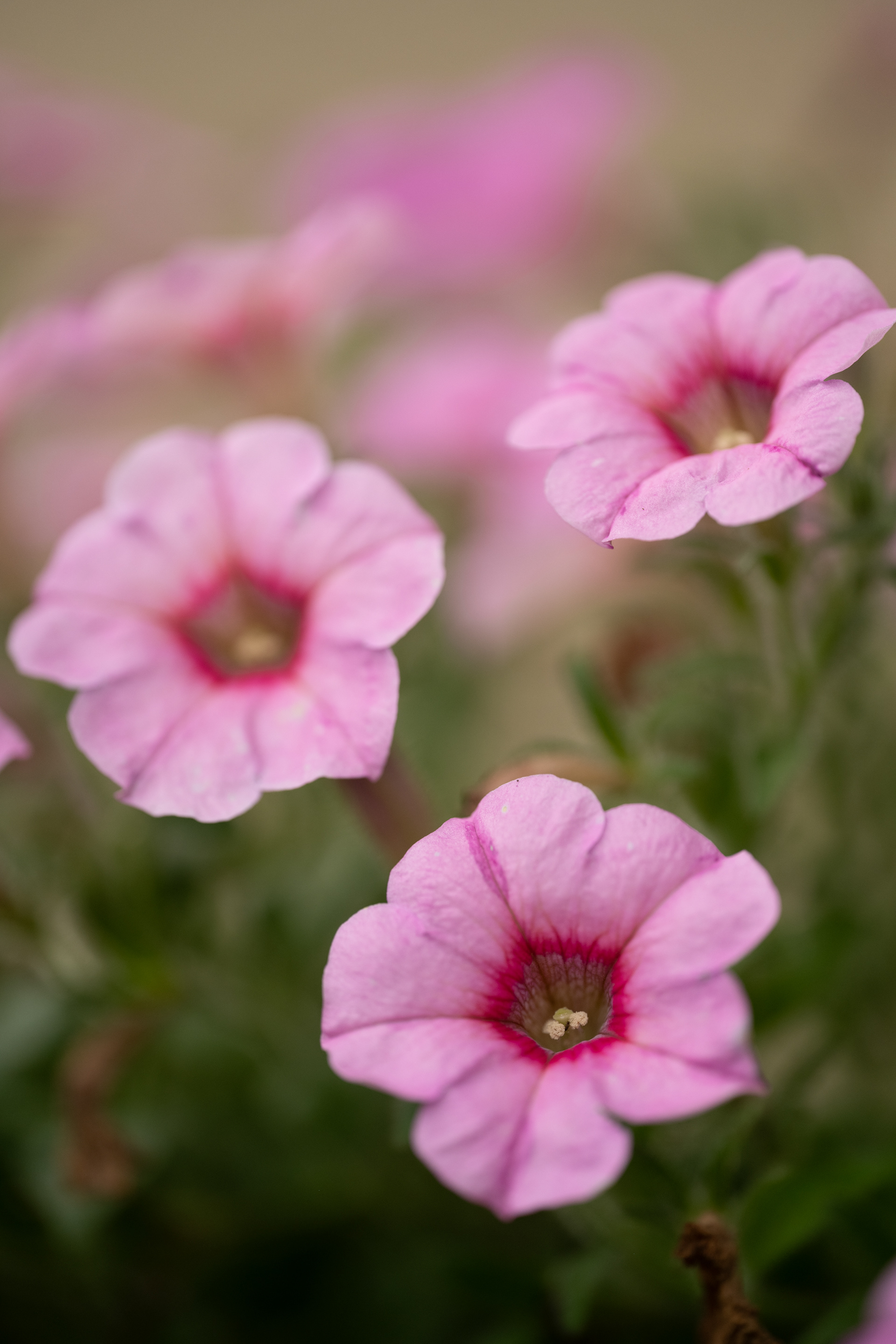 field of fondness