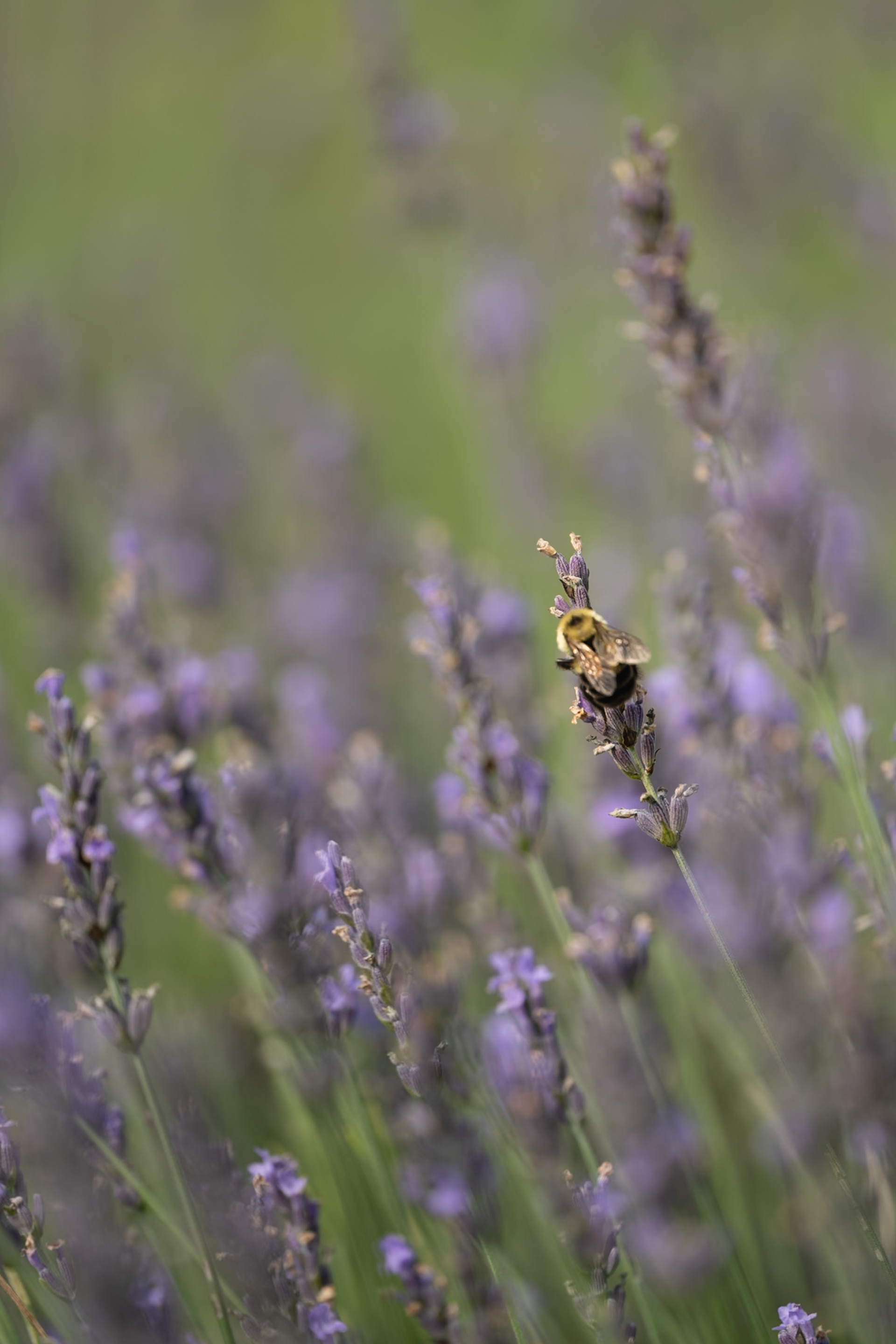 lavender & company