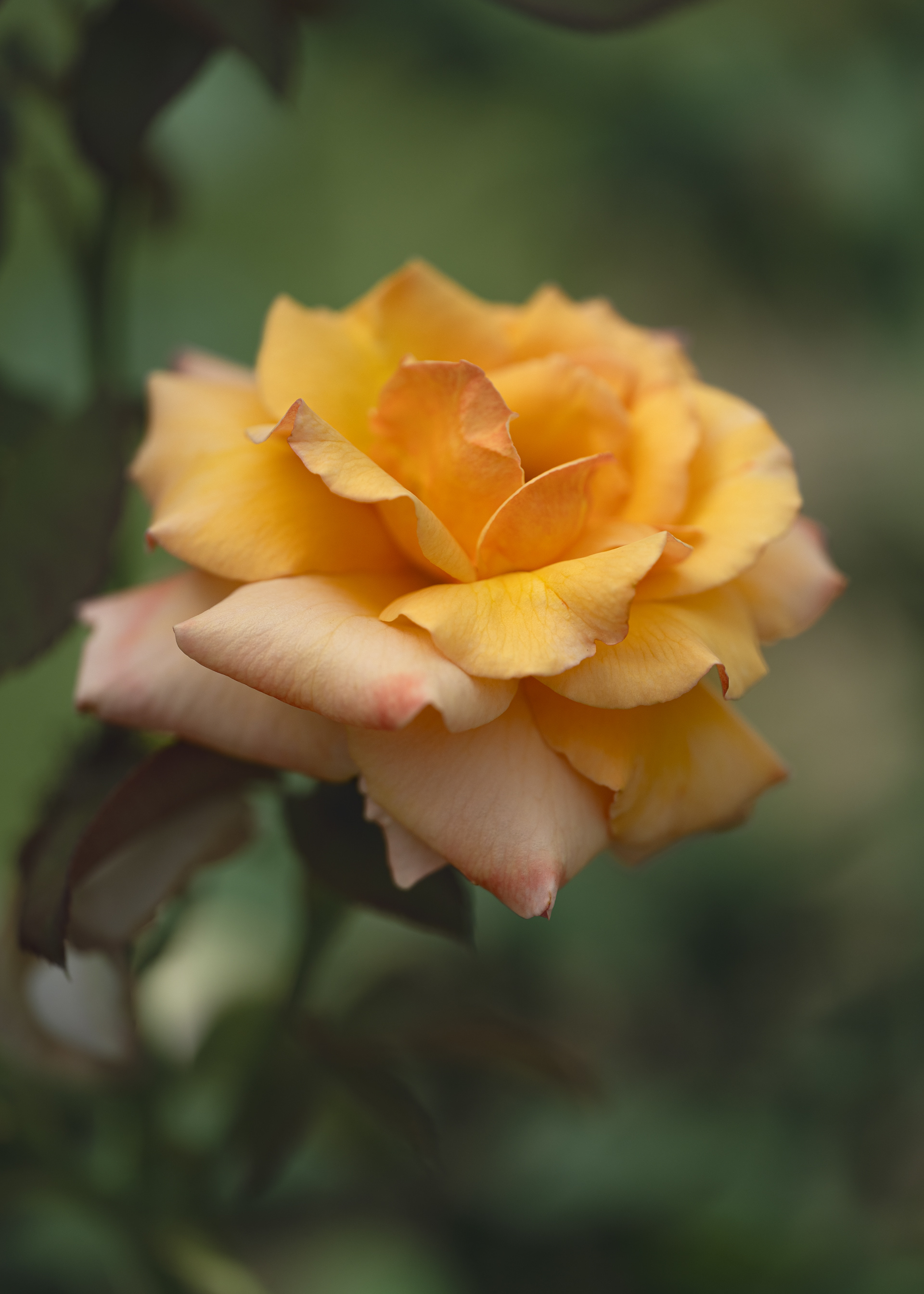 unfurled