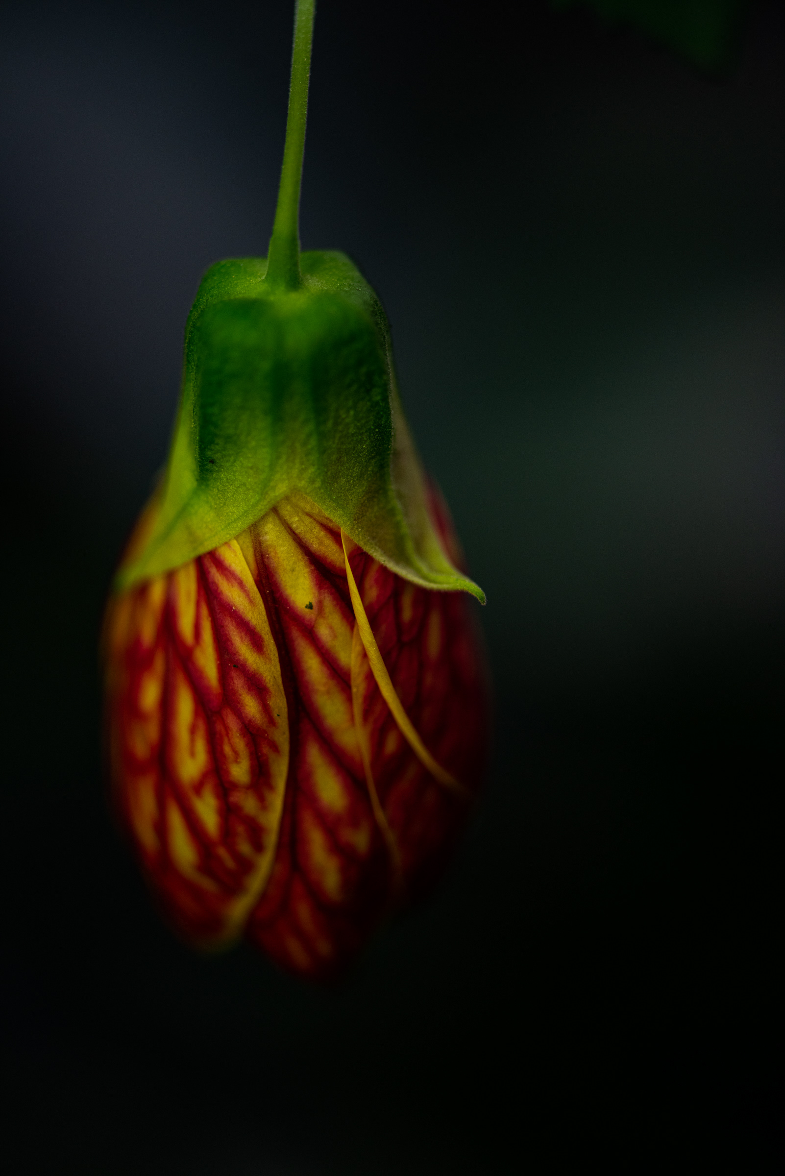 radiance
