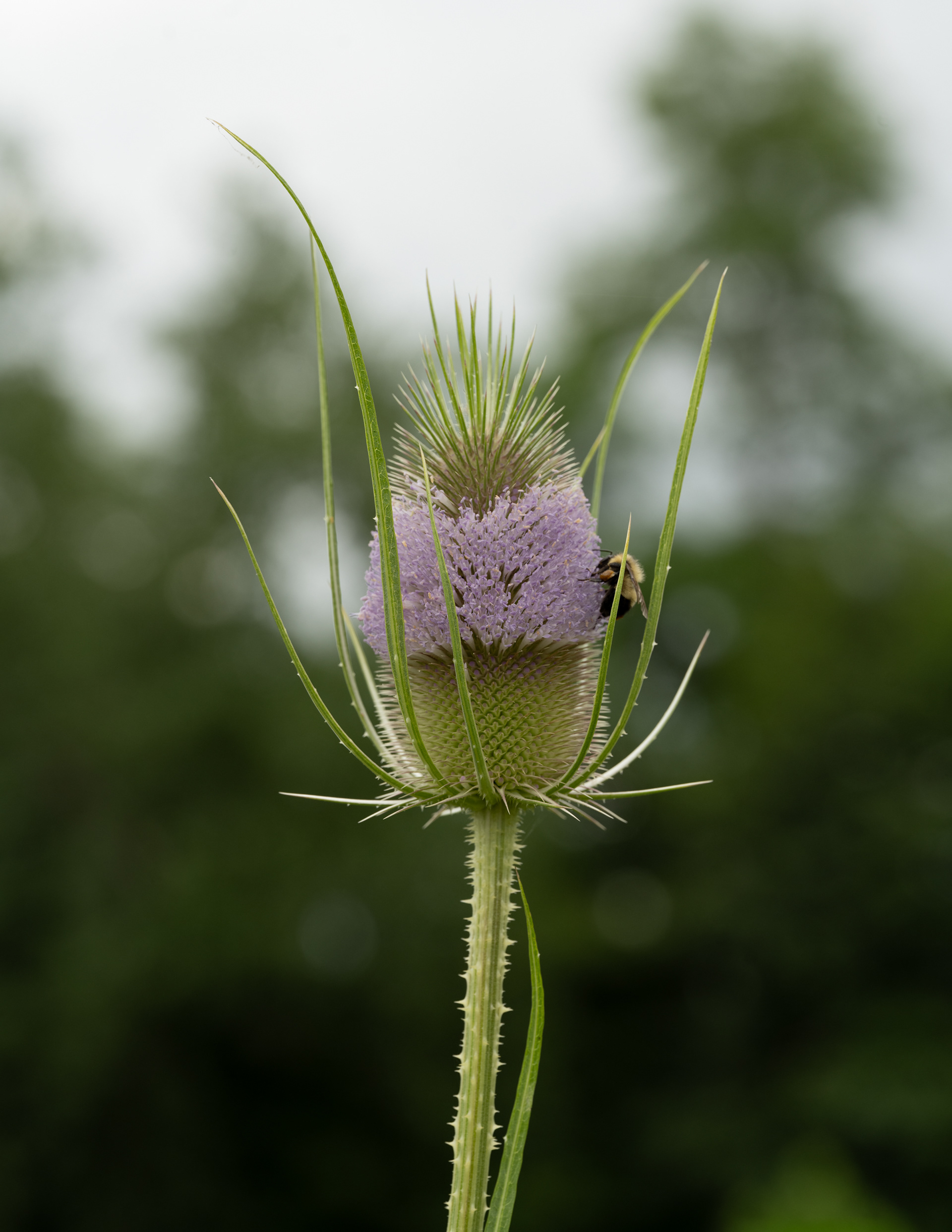 teasel time