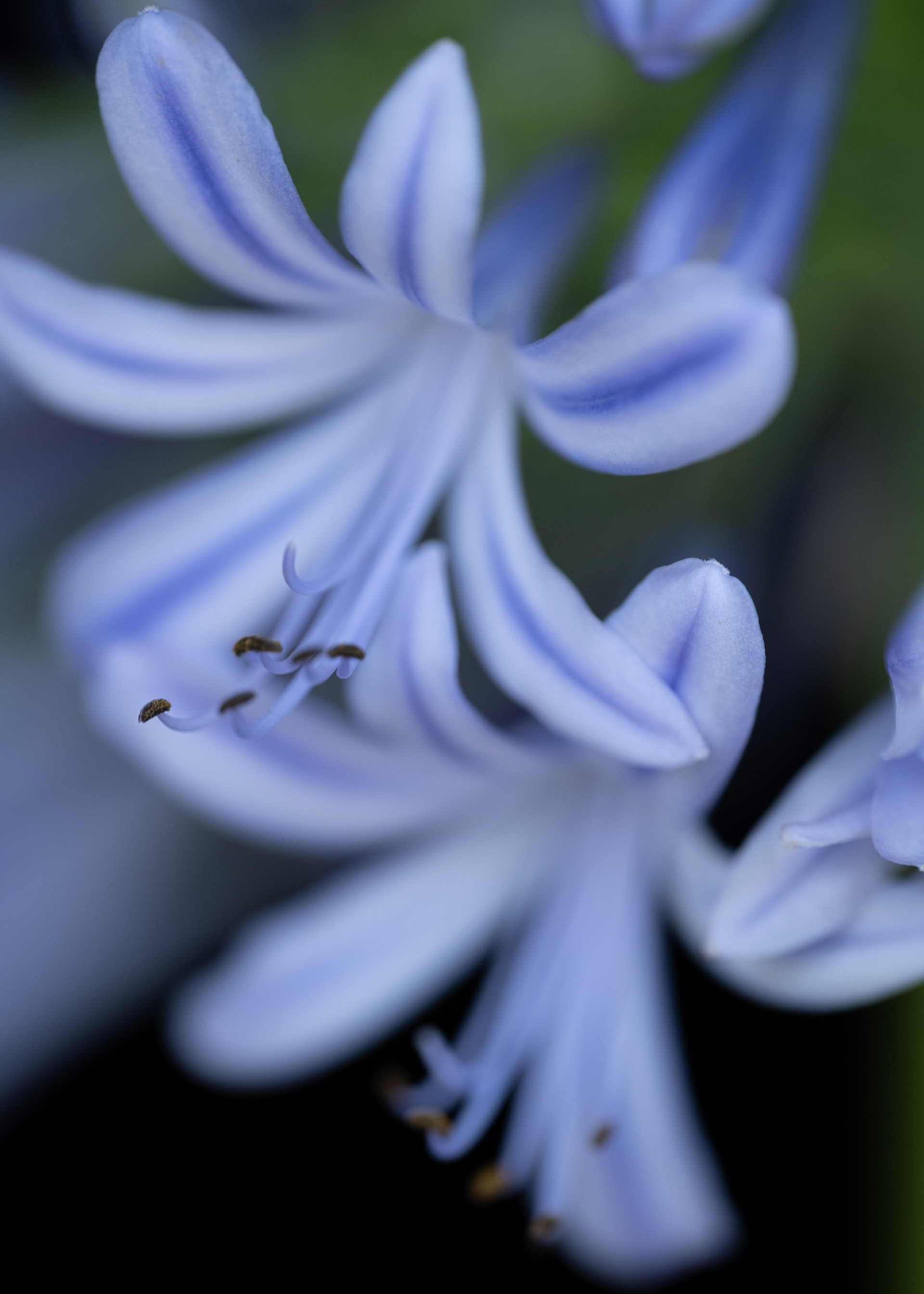 all agapanthus