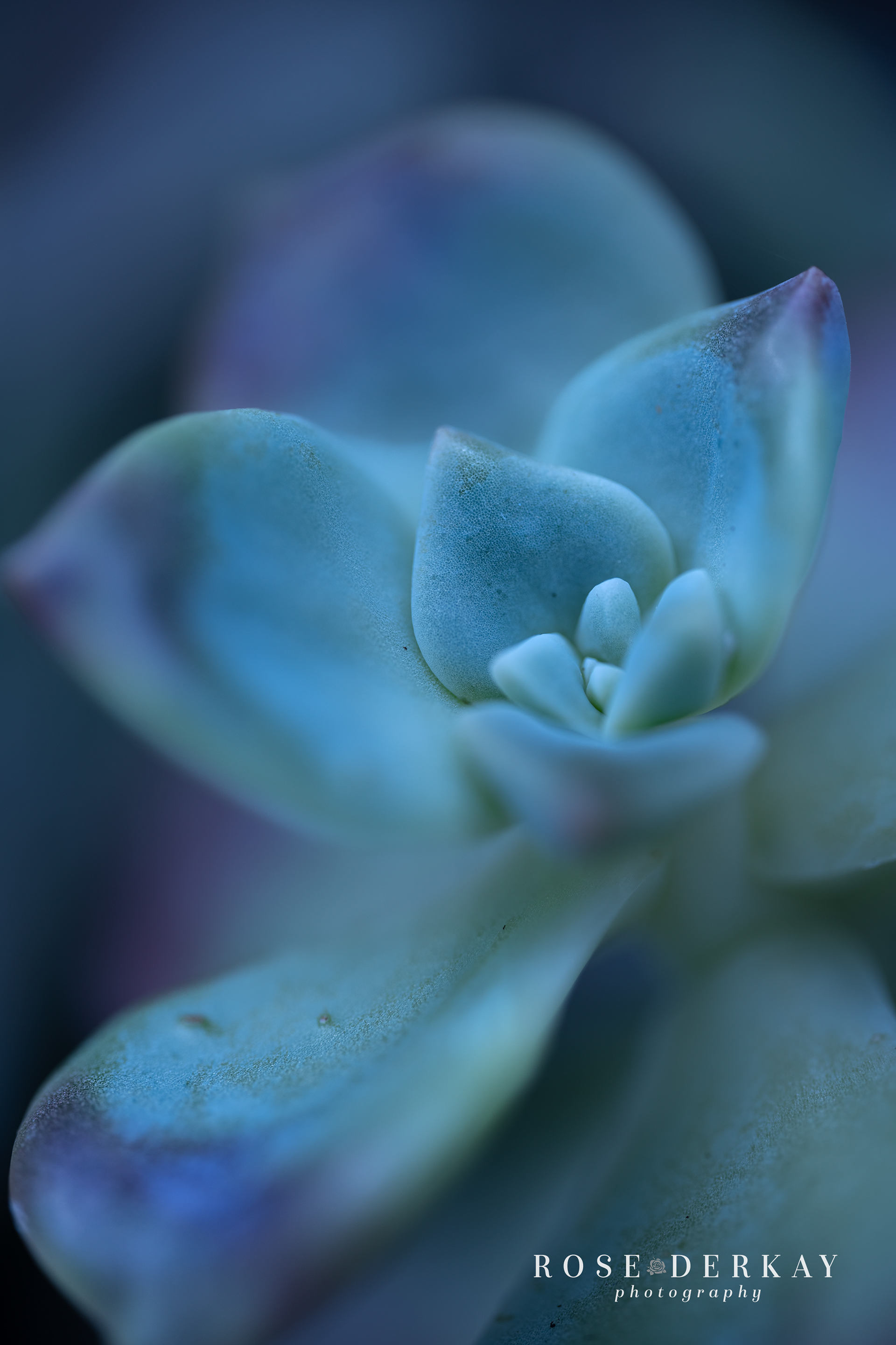 just jade