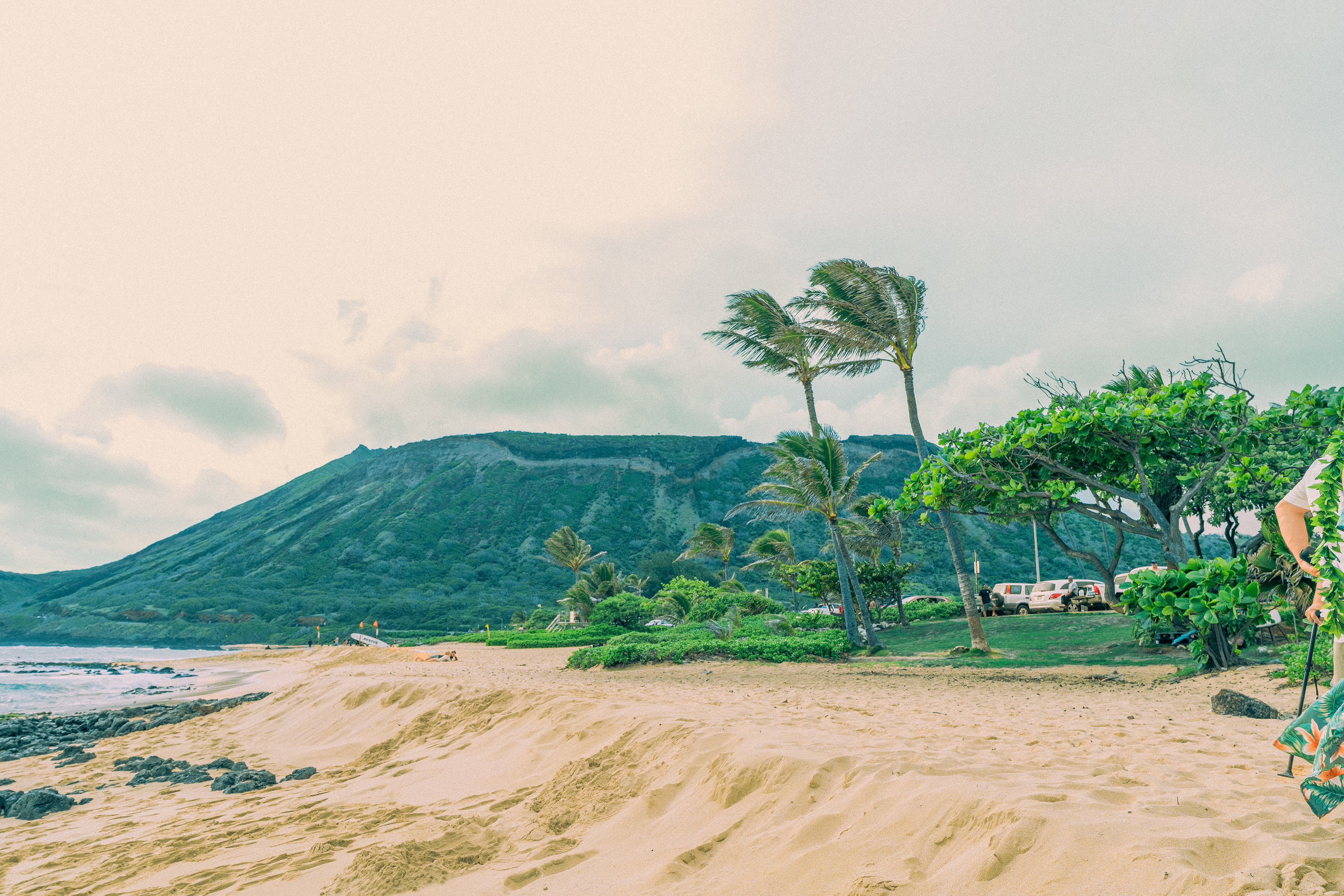 hawaii, beach, plam tree, tree, nature,
