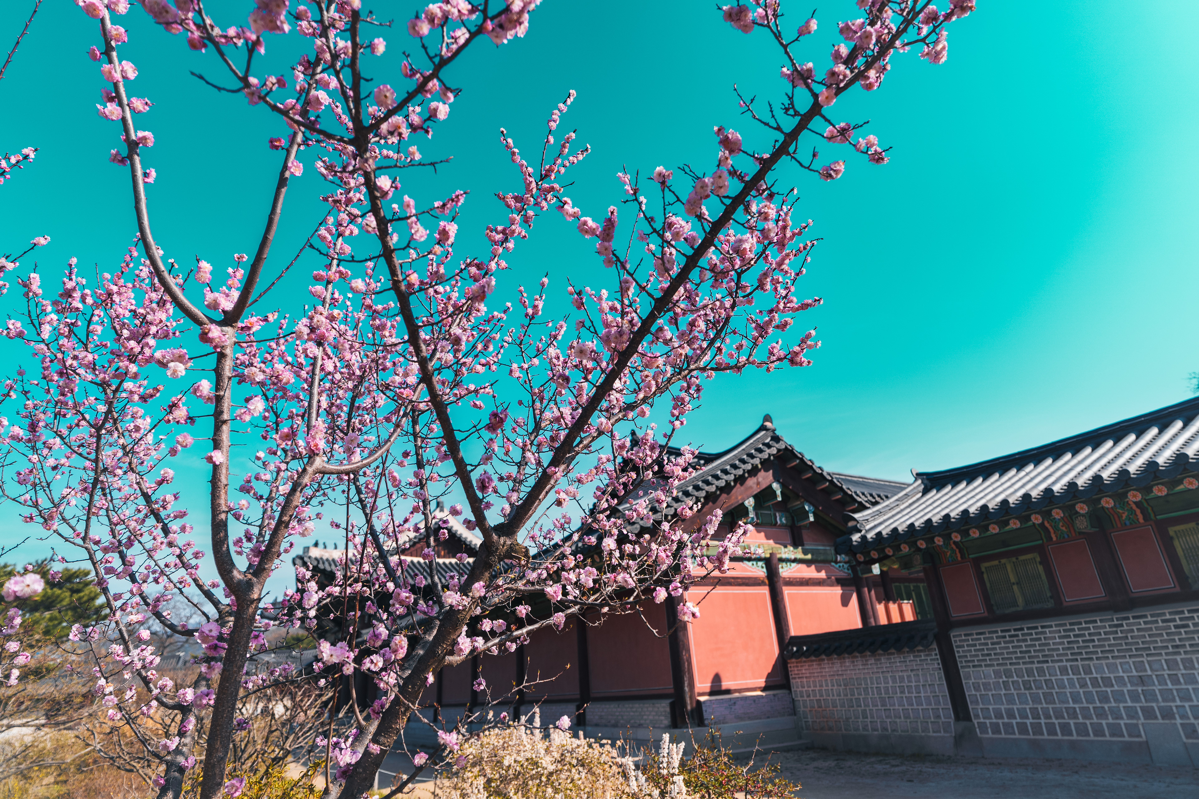 korea, south korea, travel, asia, spring, photo, photos, Instagram, Sony, Alpha, Fujifilm, Leica, youtube, facebook, toktik