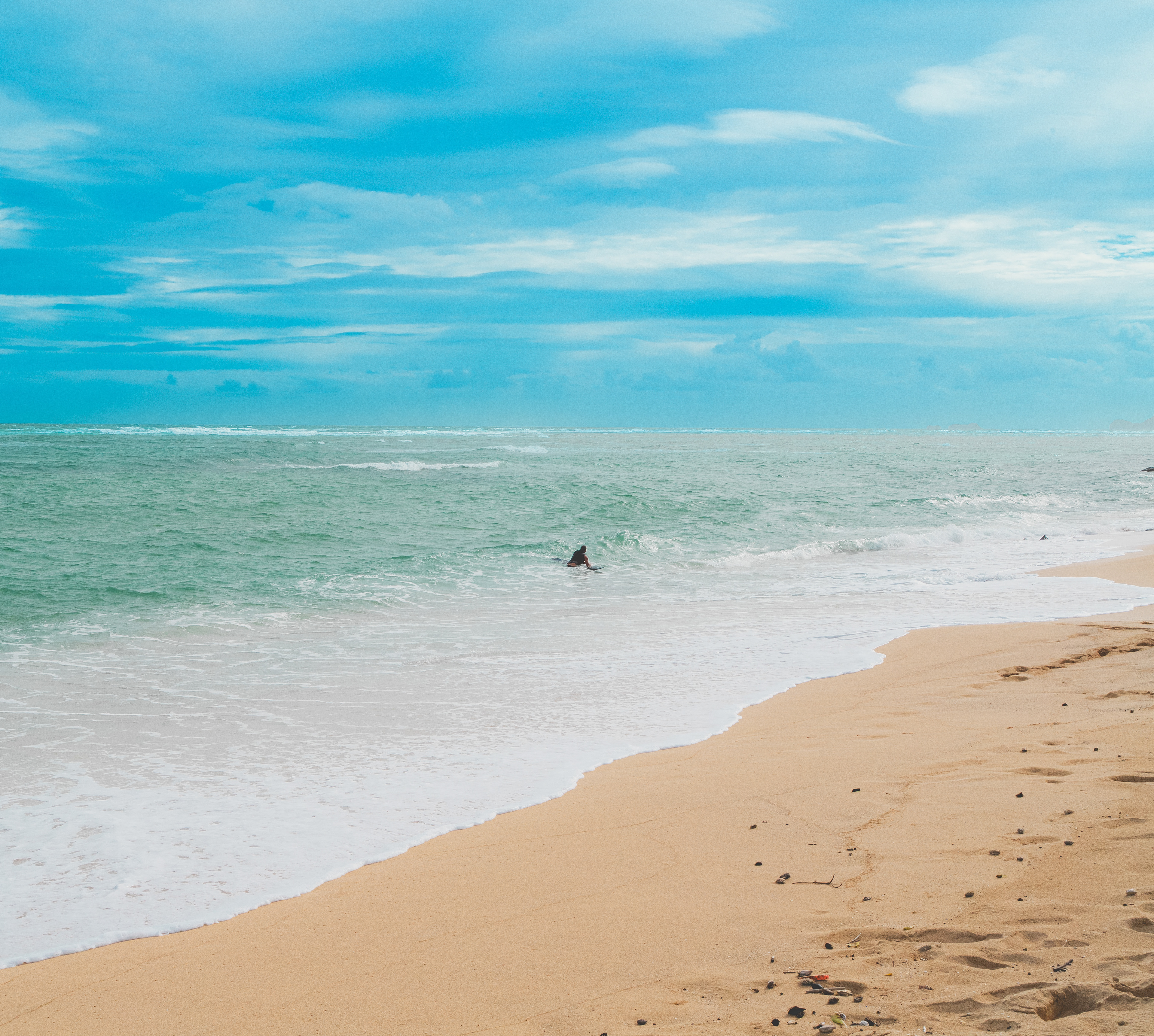 hawaii, beach, plam tree, tree, nature, beach