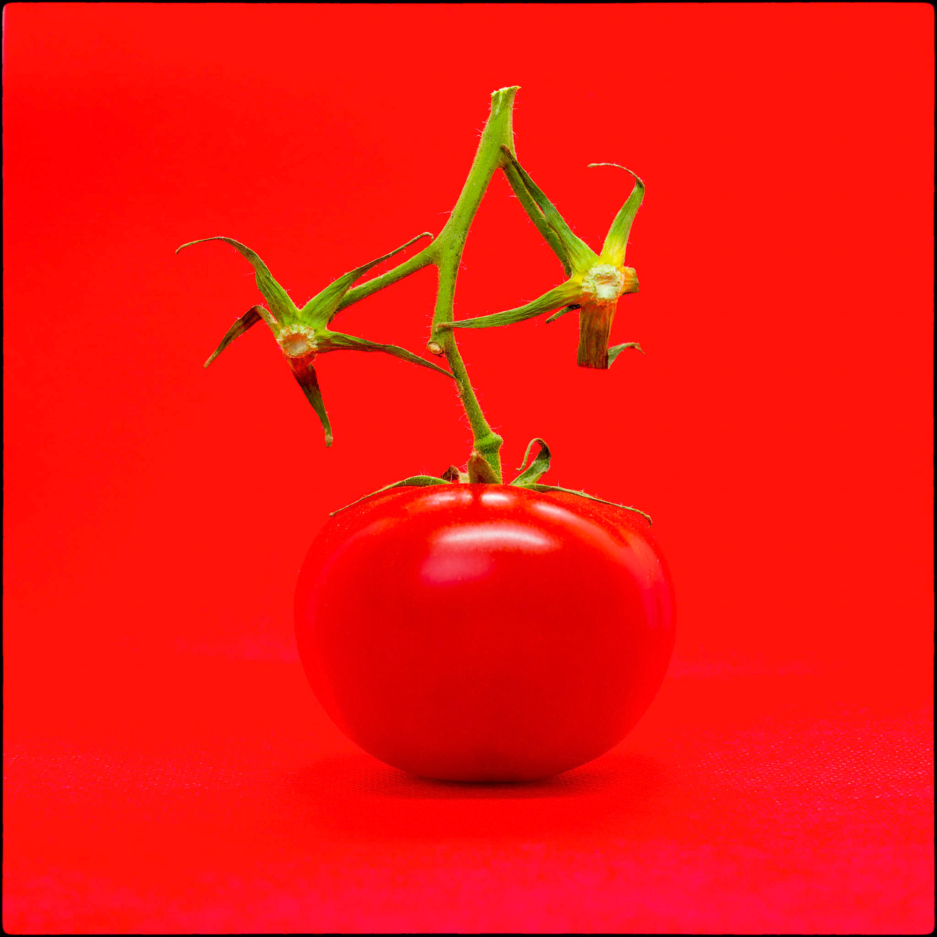 Tomate