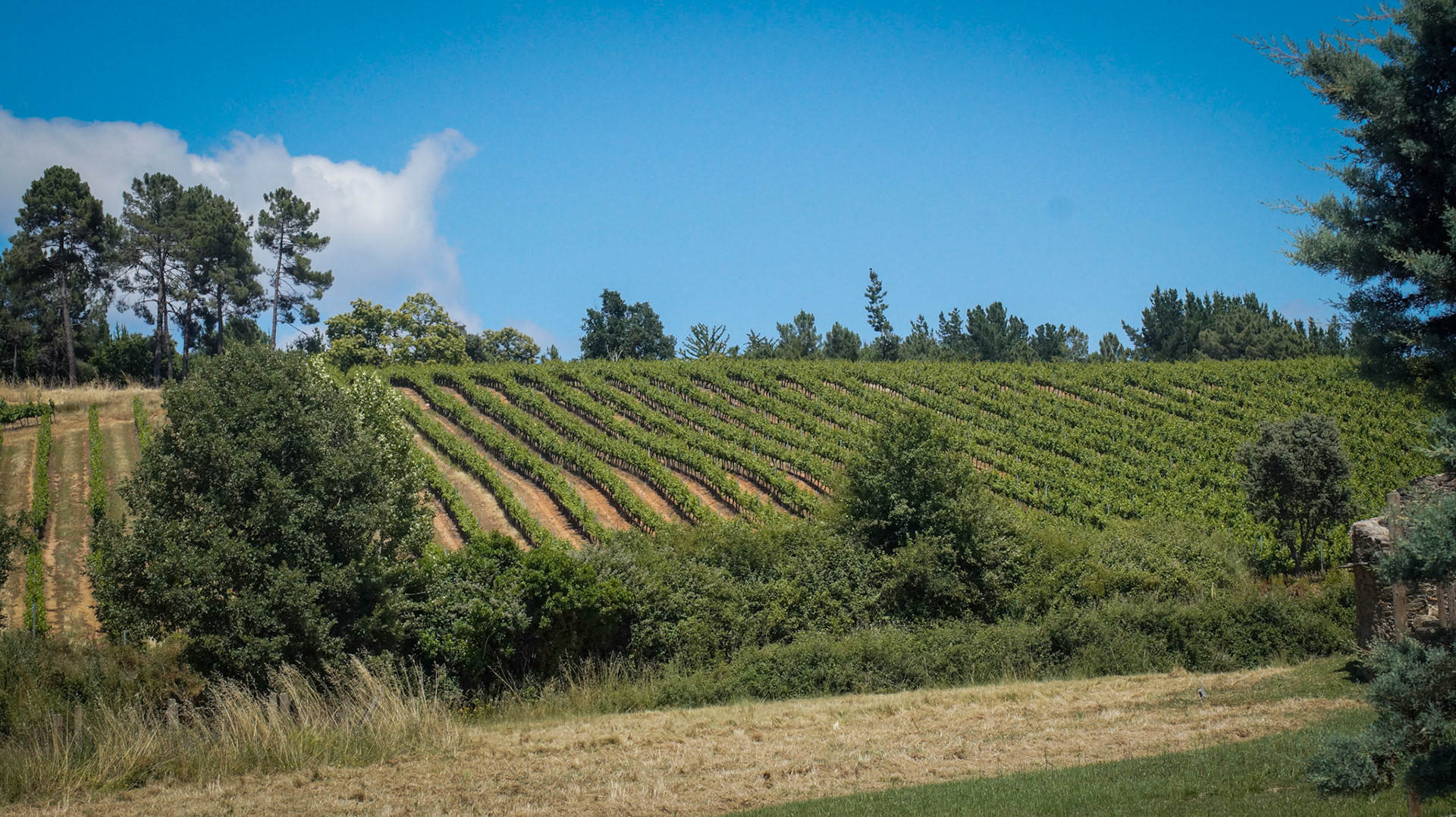 Viñedos y Bodegas Pittacum - Ponferrada