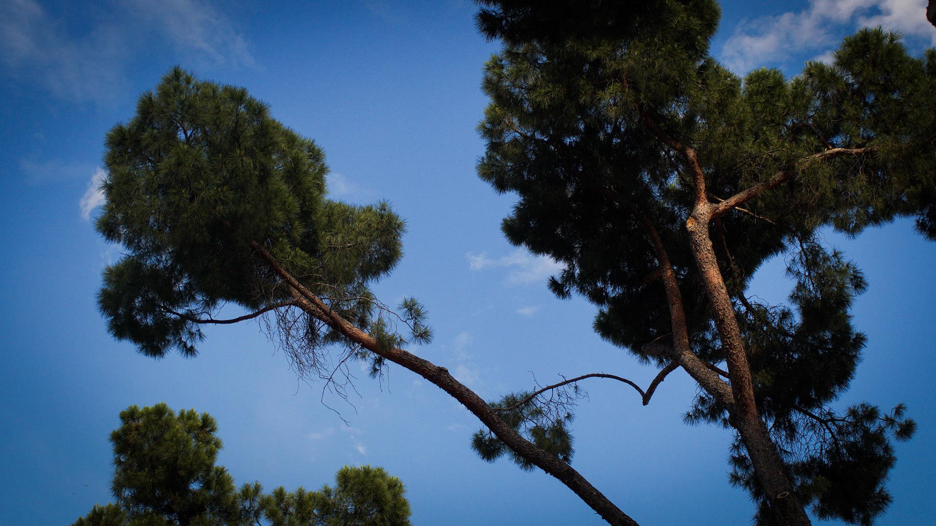 Buen Retiro Parque - Madrid