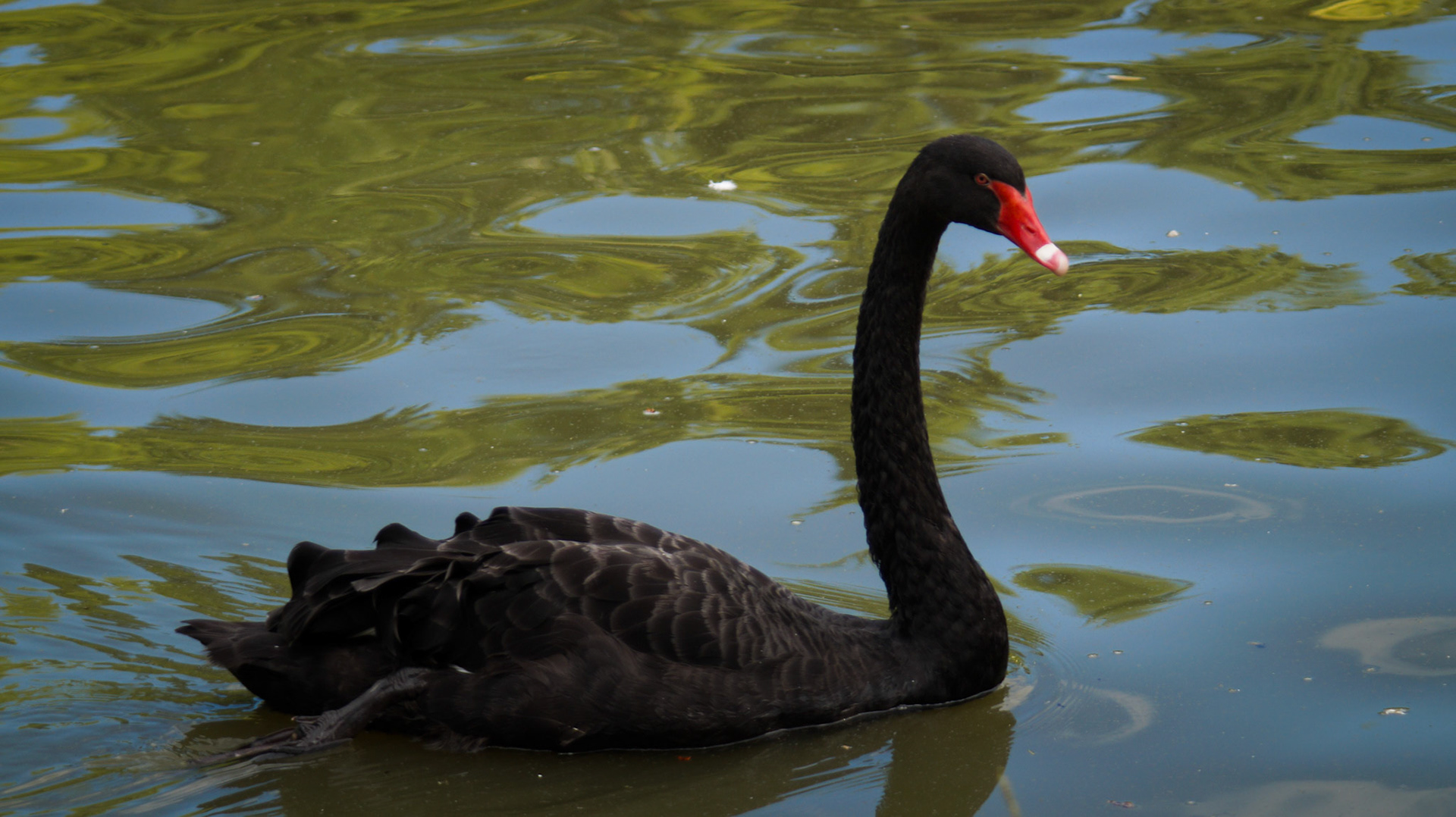 Buen Retiro Parque - Madrid