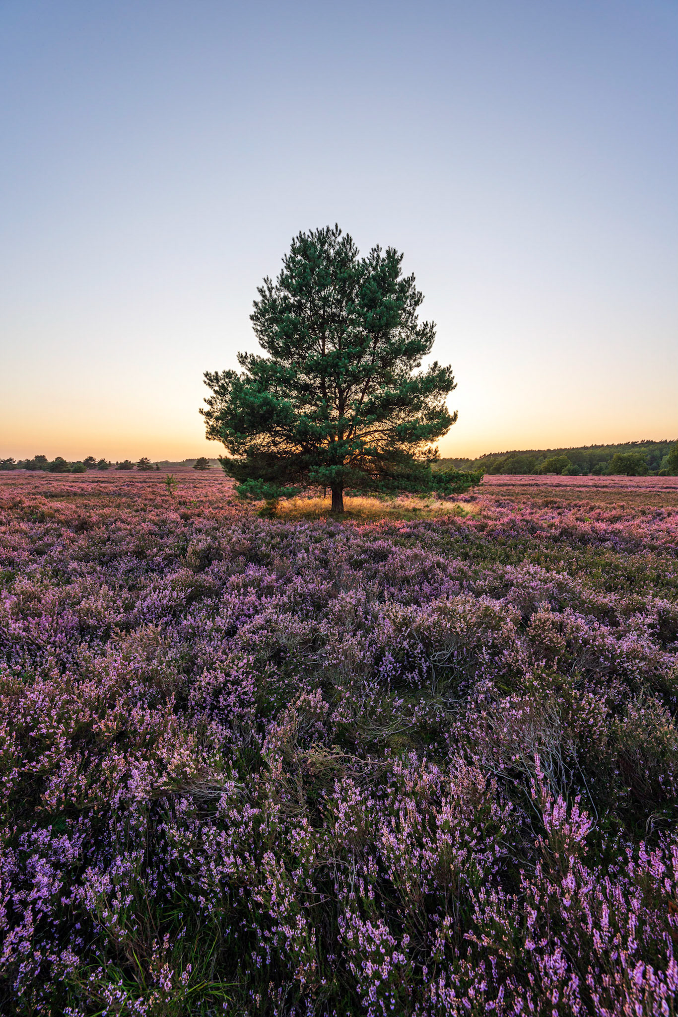 Lüneburger Heide