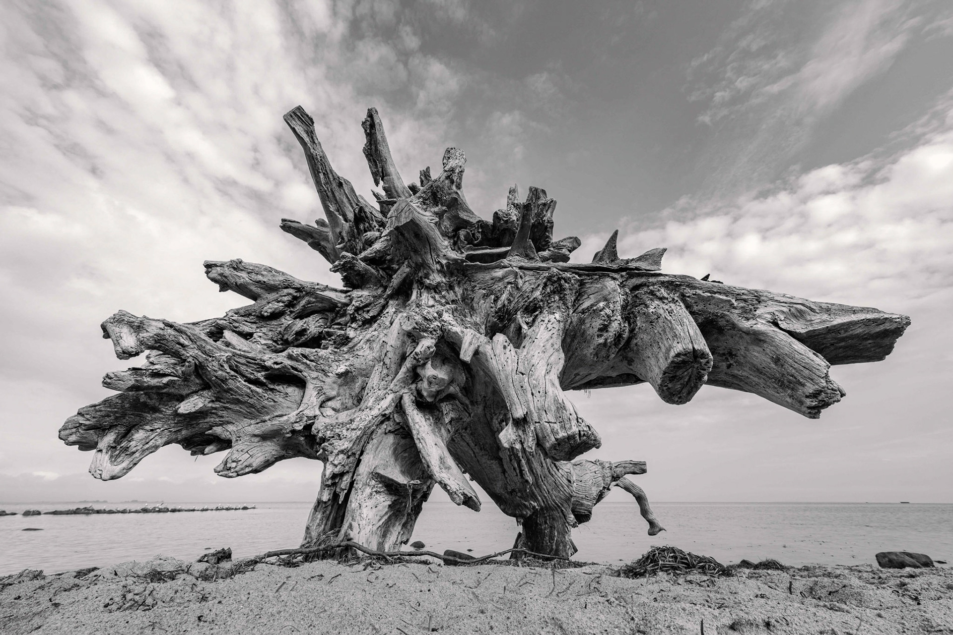Sleeping Tree