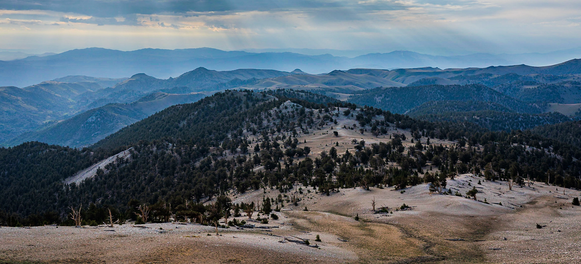 Patriarch Grove Overlook