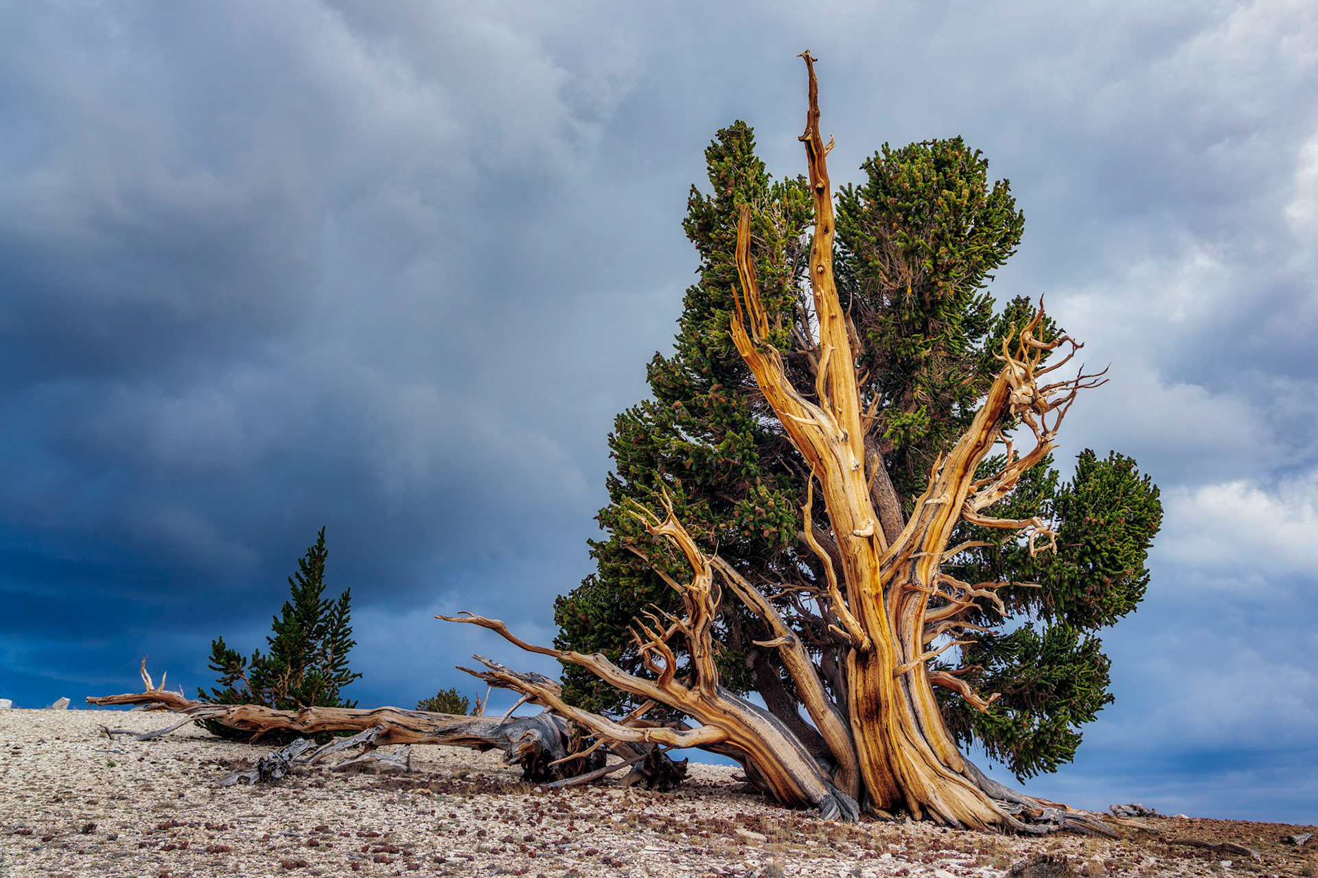 The Bristle Cone