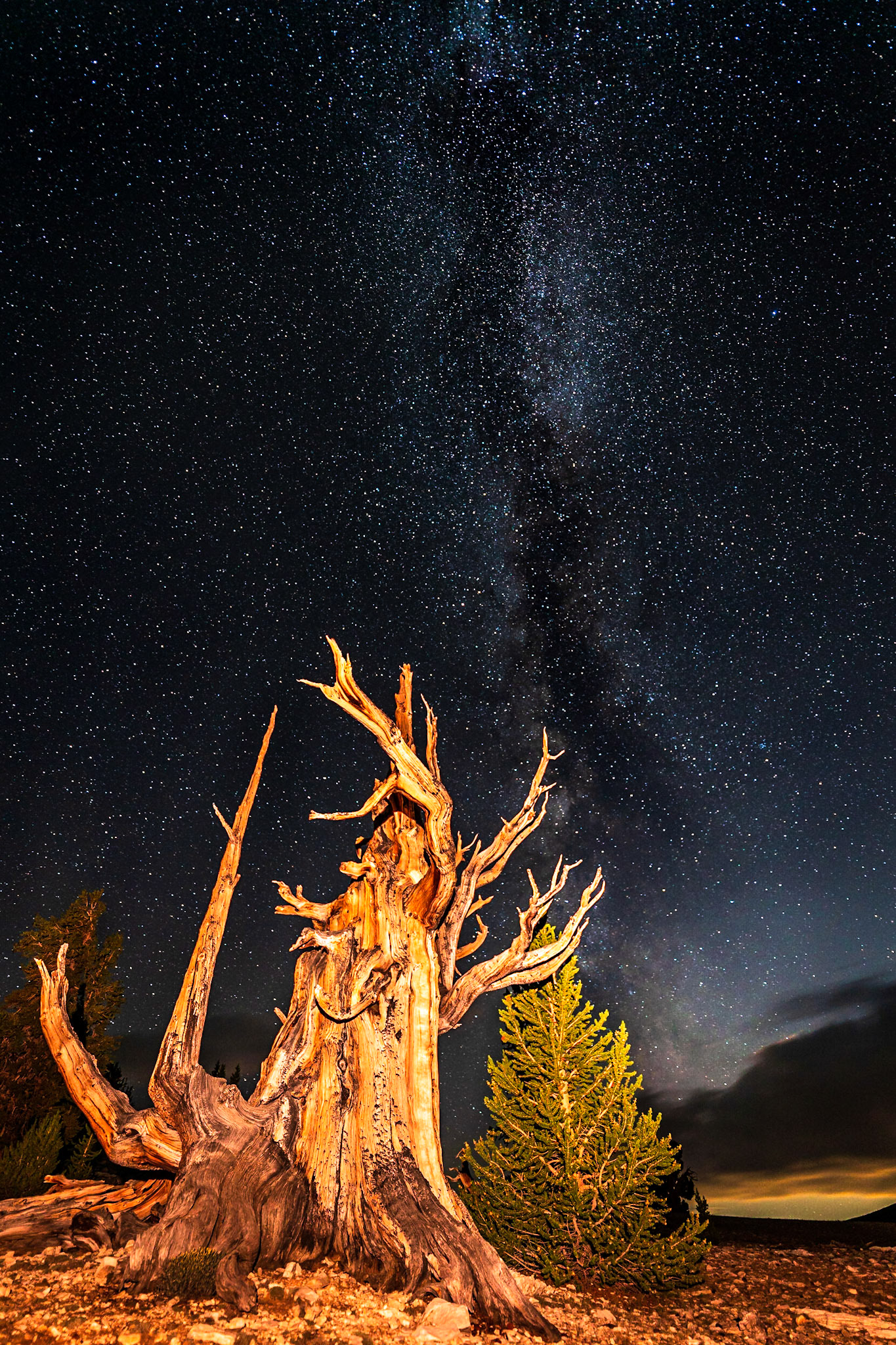 The Bristle Cone