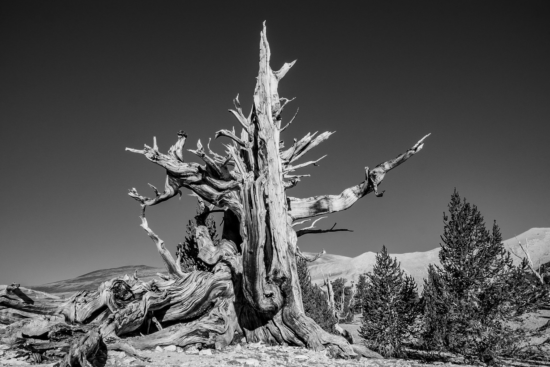 Bristlecone