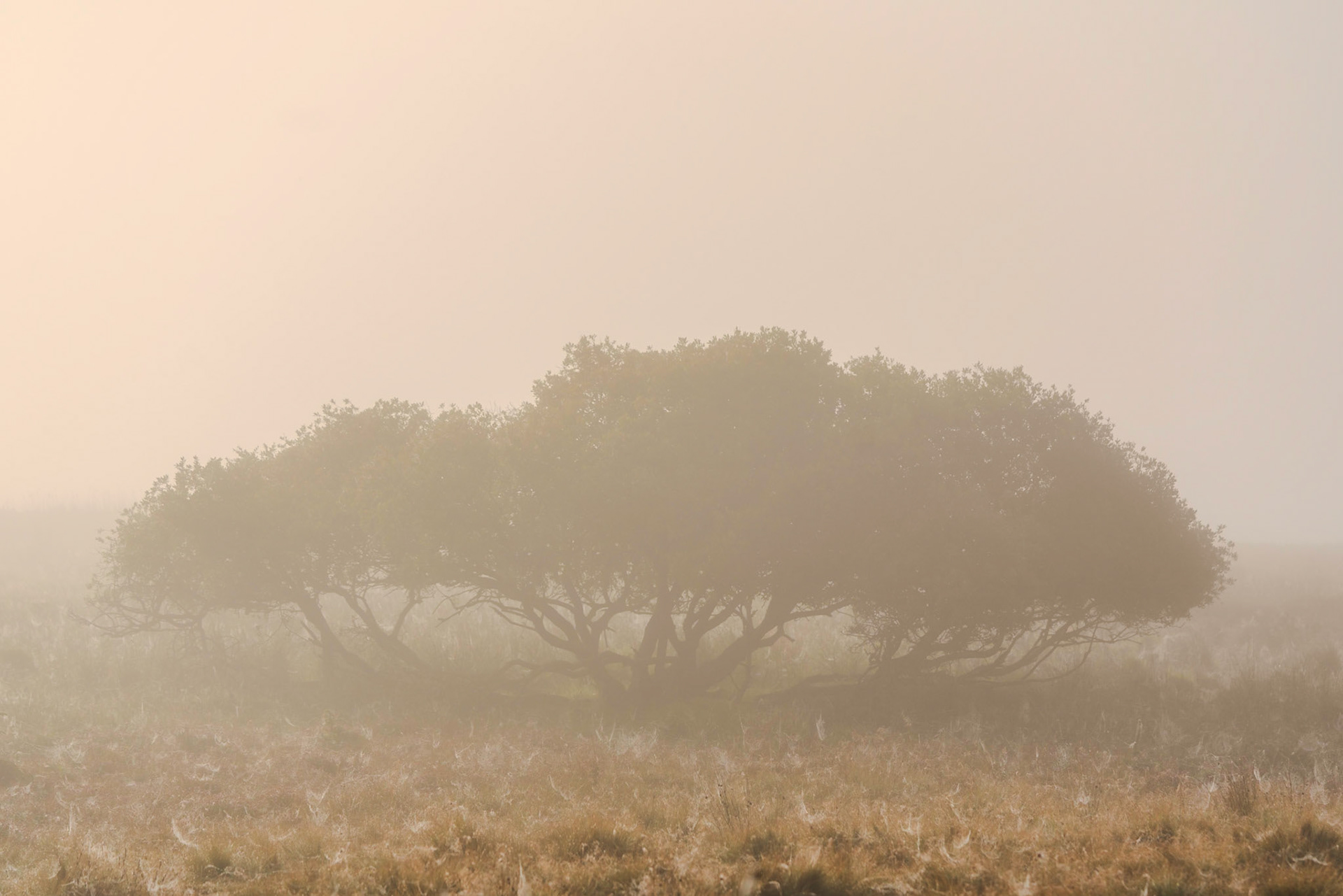 Morning Mist