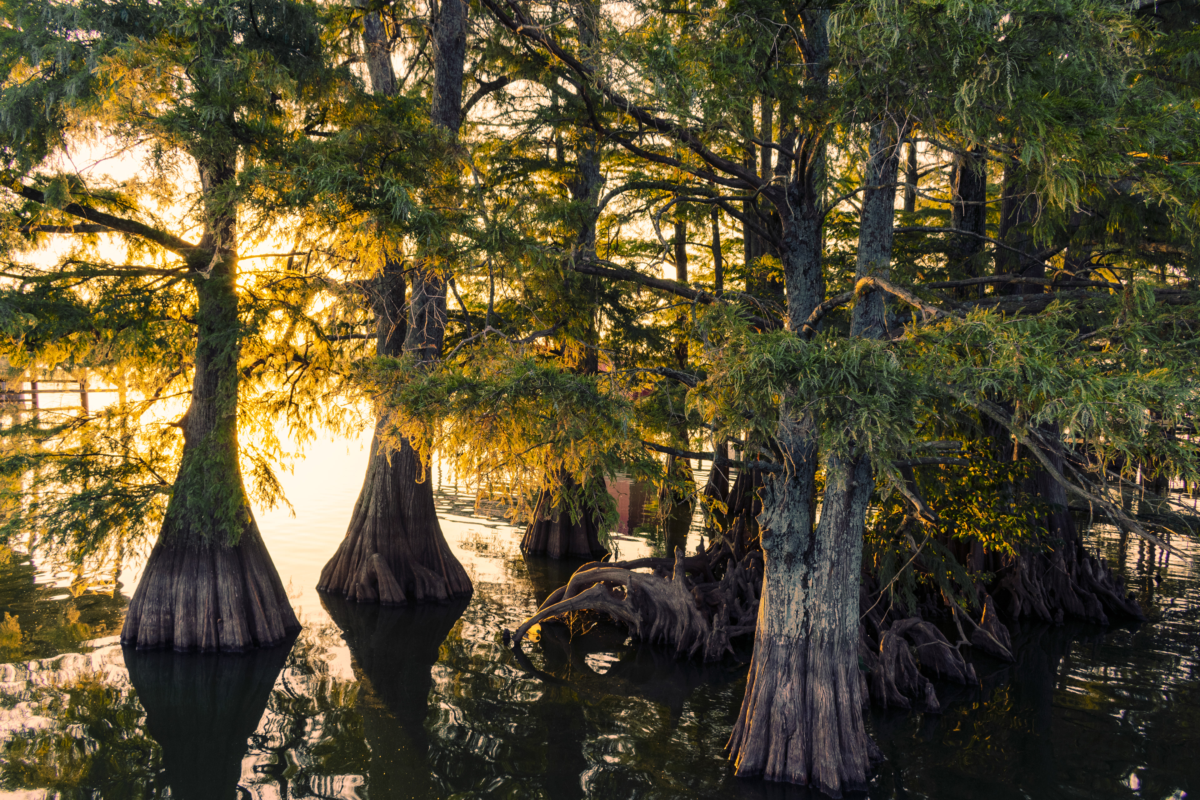 Mangroves, September 2019