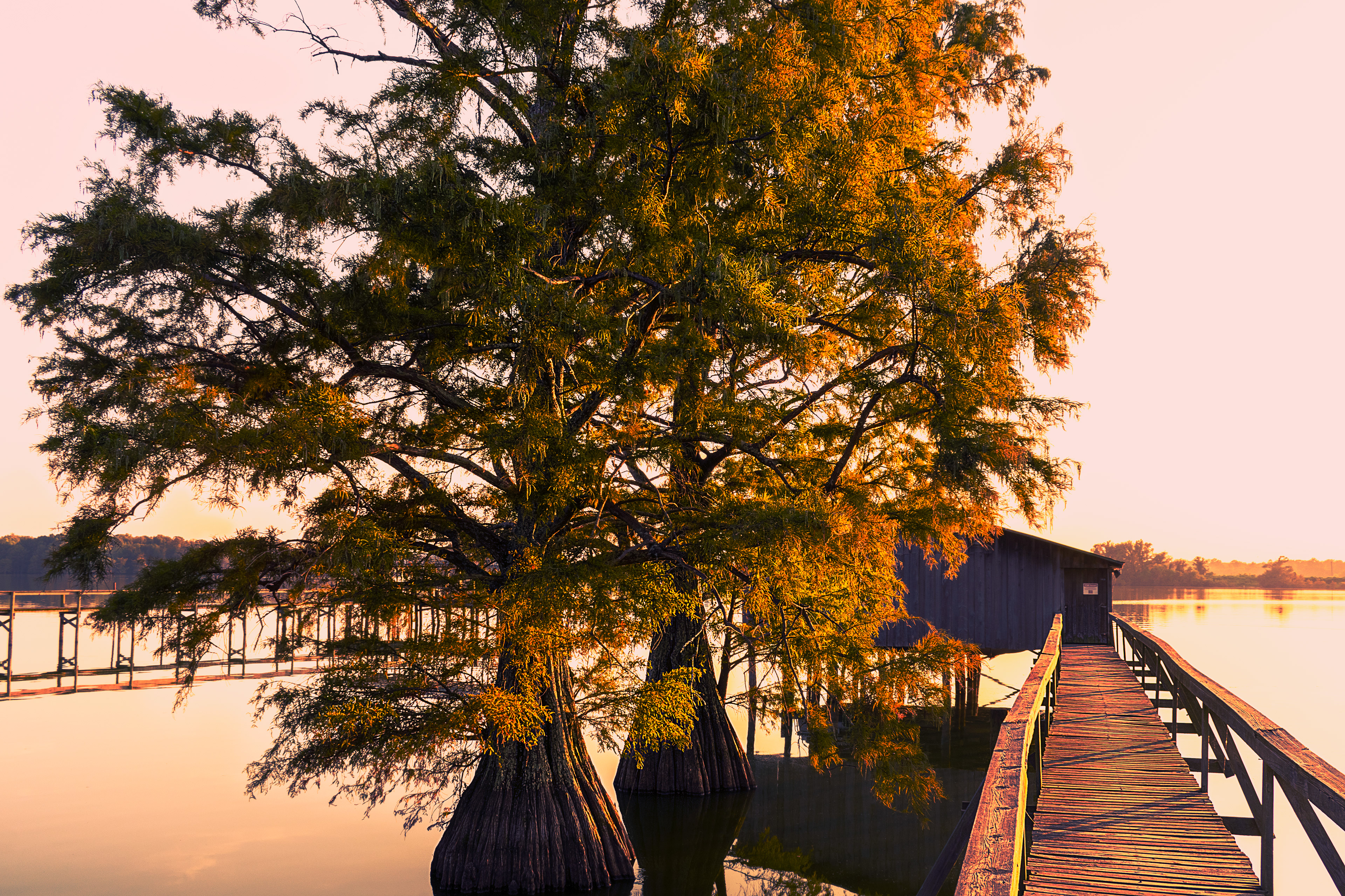 A tree and his friend, September 2019