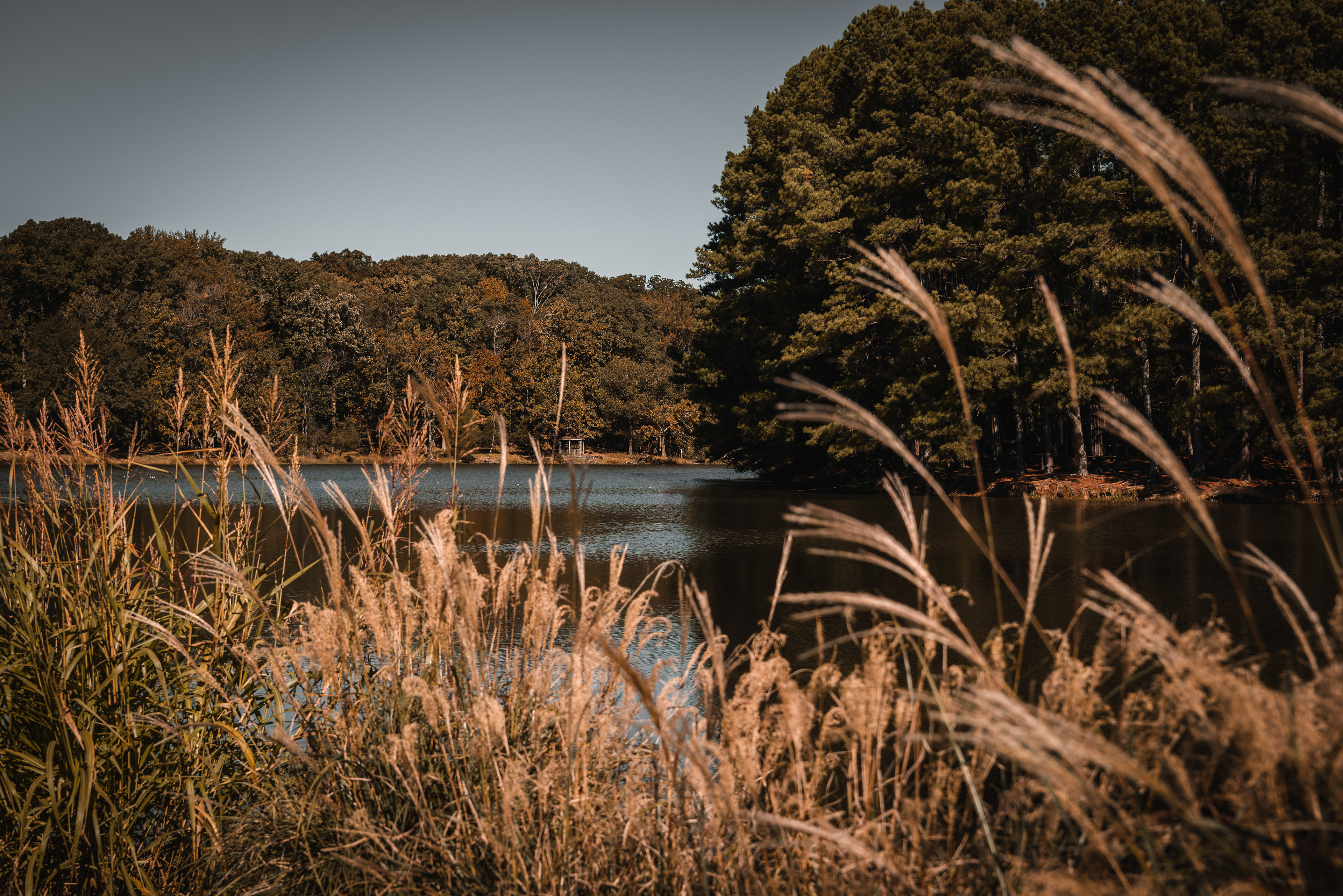 Shelby Farms, October 2019