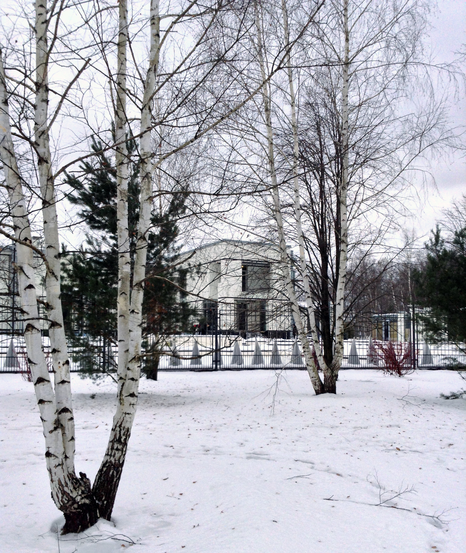 Among birches