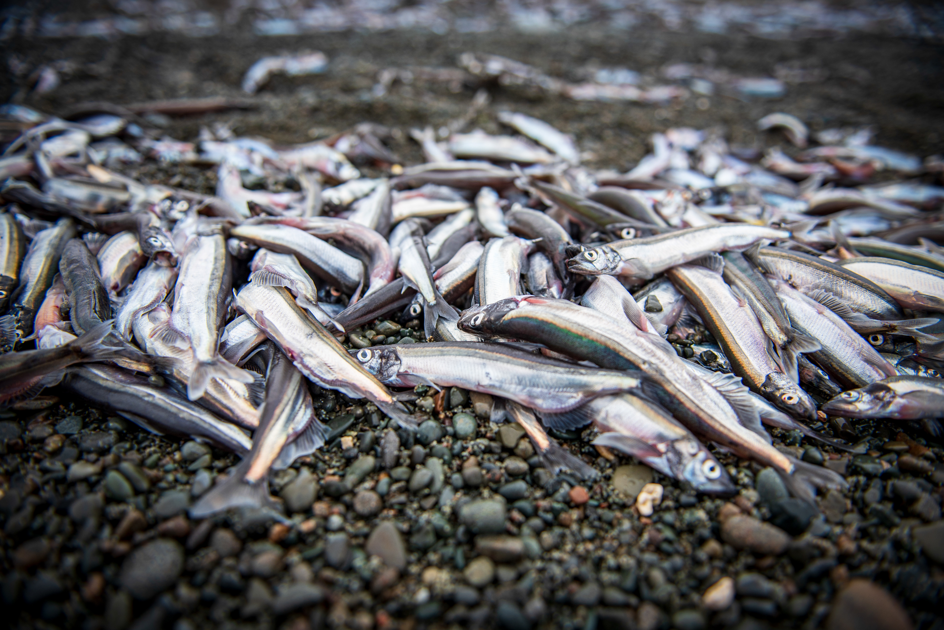 Caplin, Bonavista