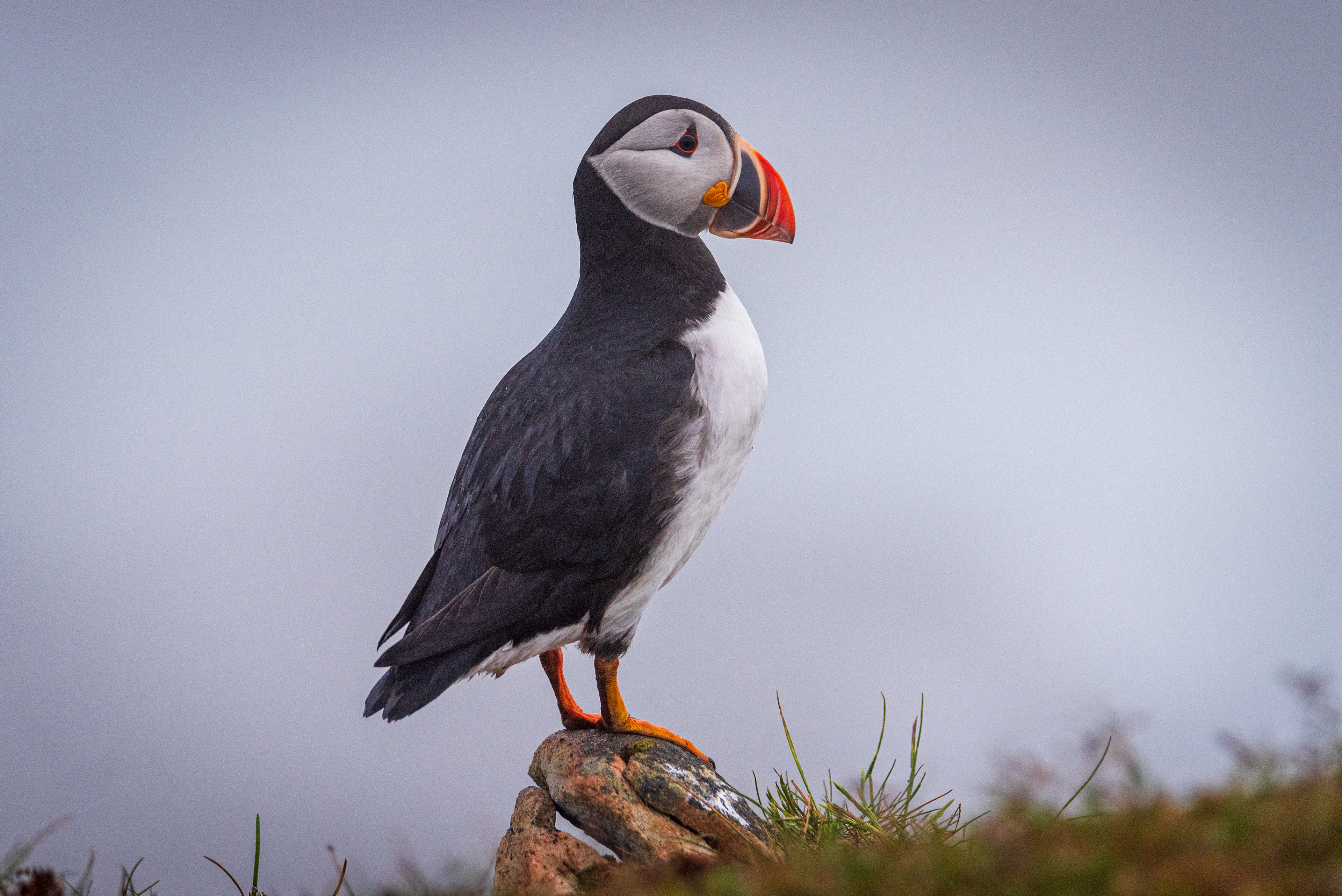 Elliston Puffin