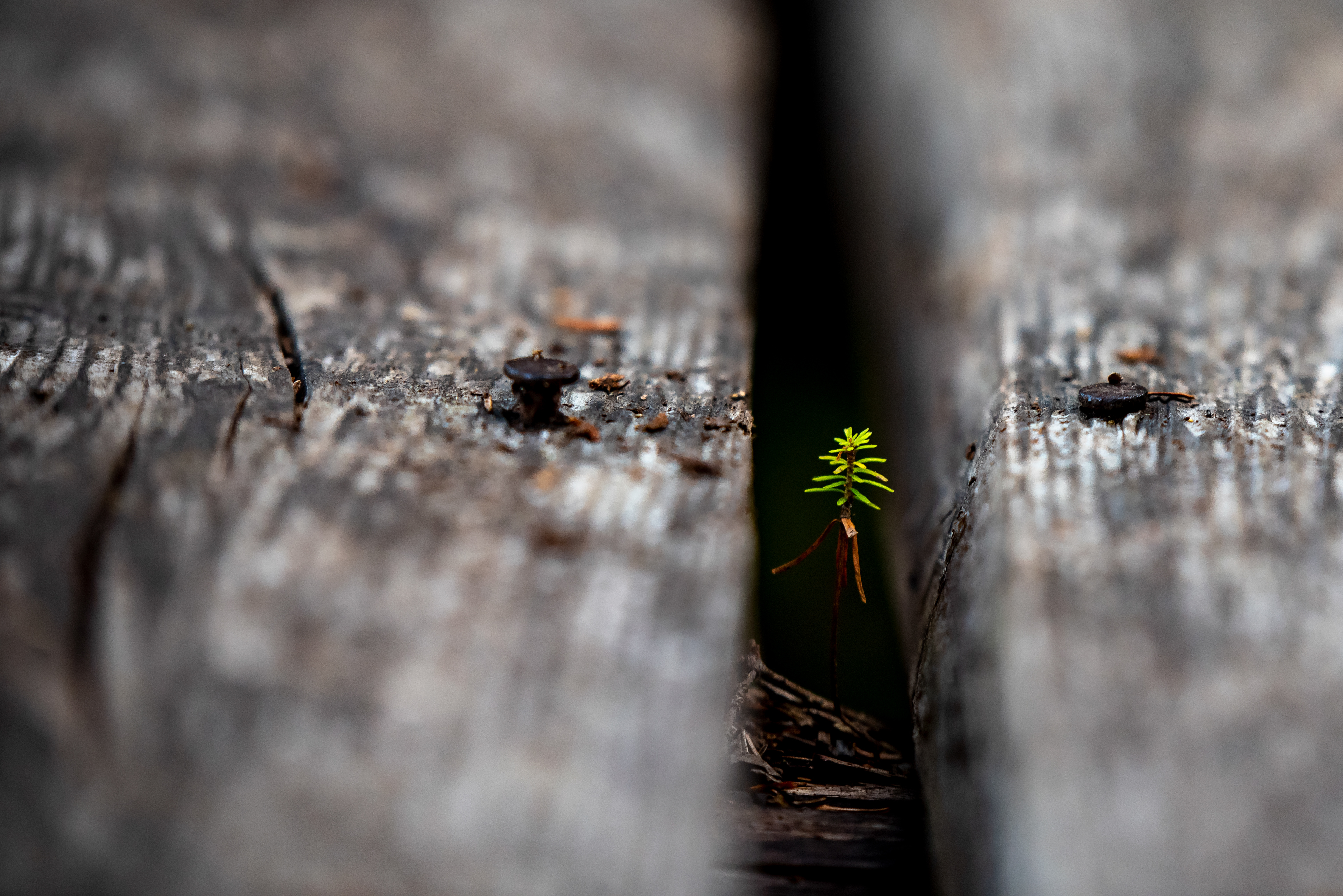 New Beginnings on the East Coast Trail