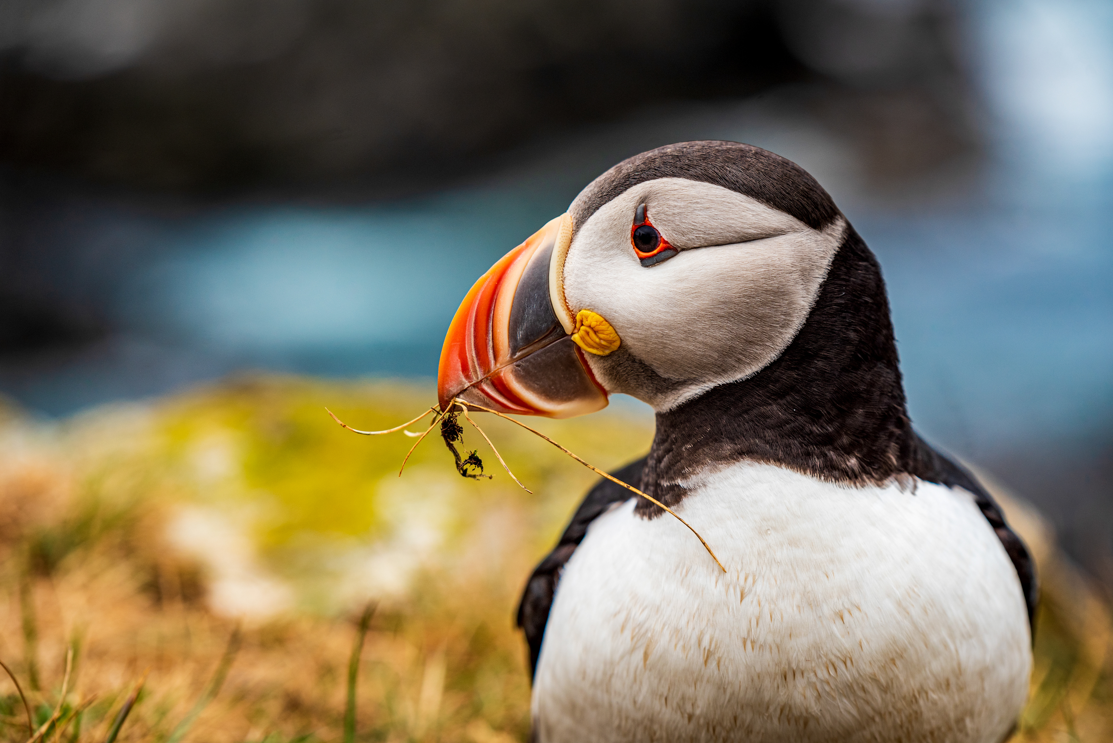 Elliston Puffin