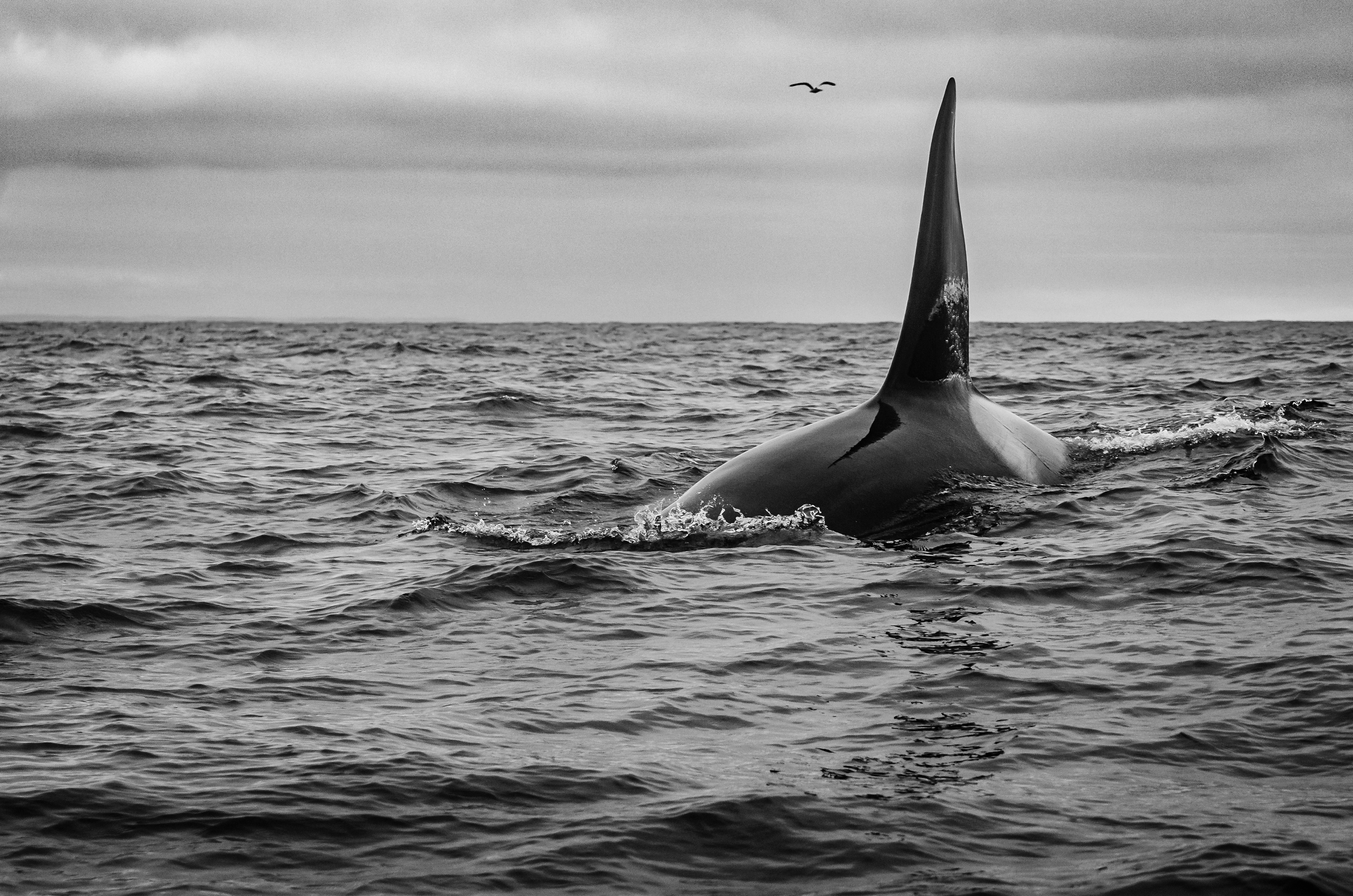Orca, Trinity Bay