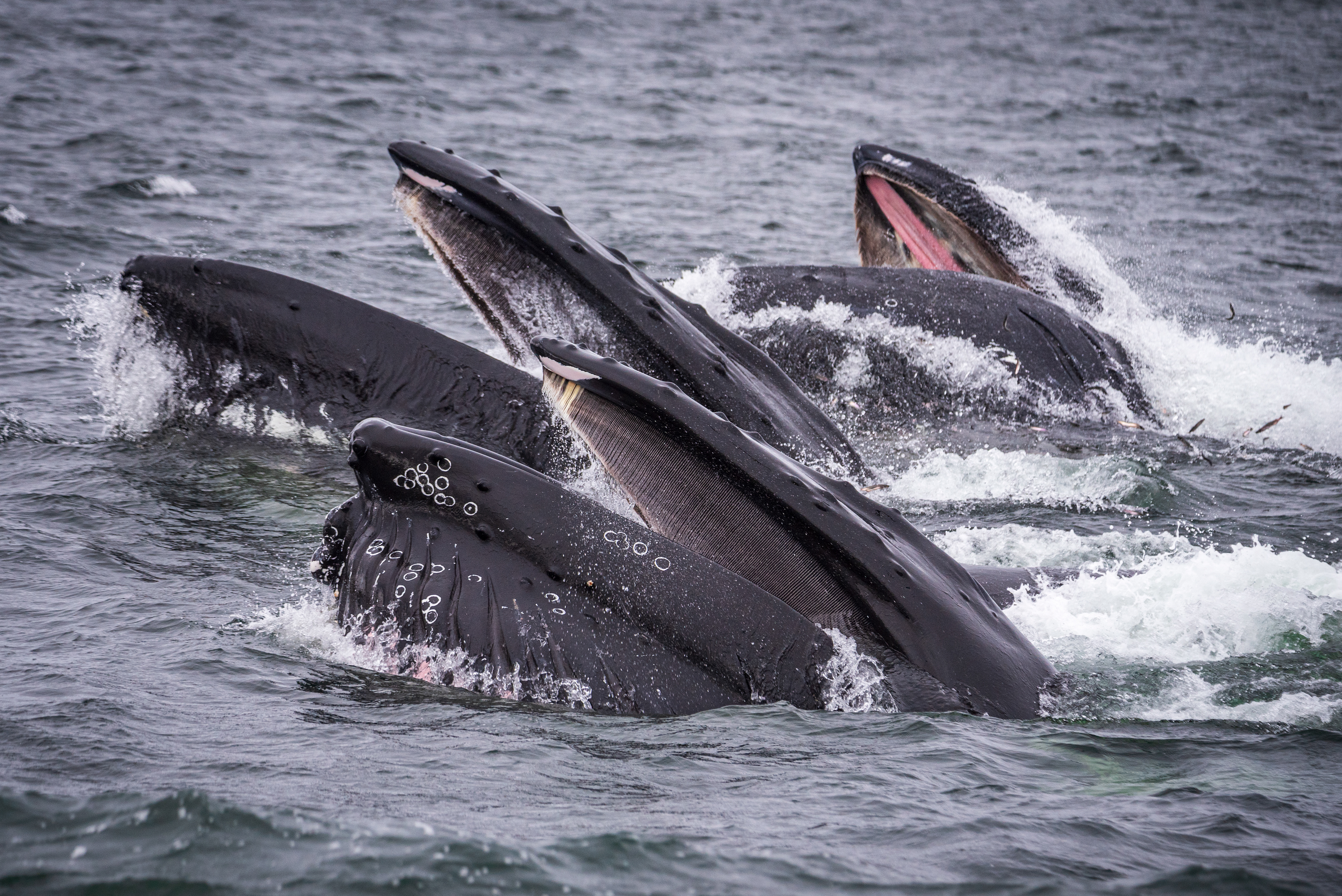 Triple Lunge, St. Vincent's