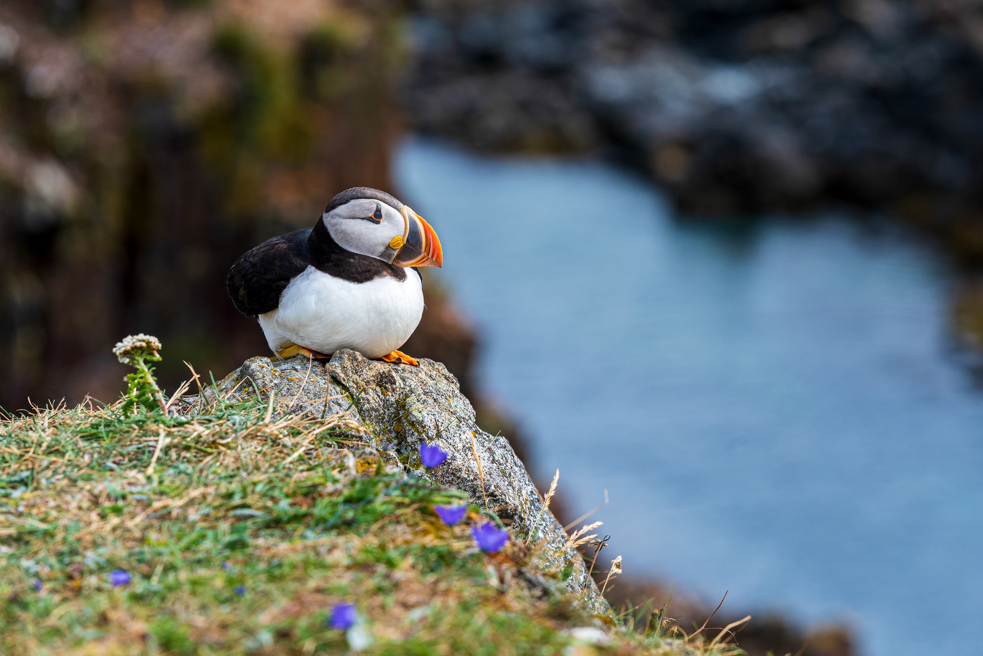 Elliston Puffin