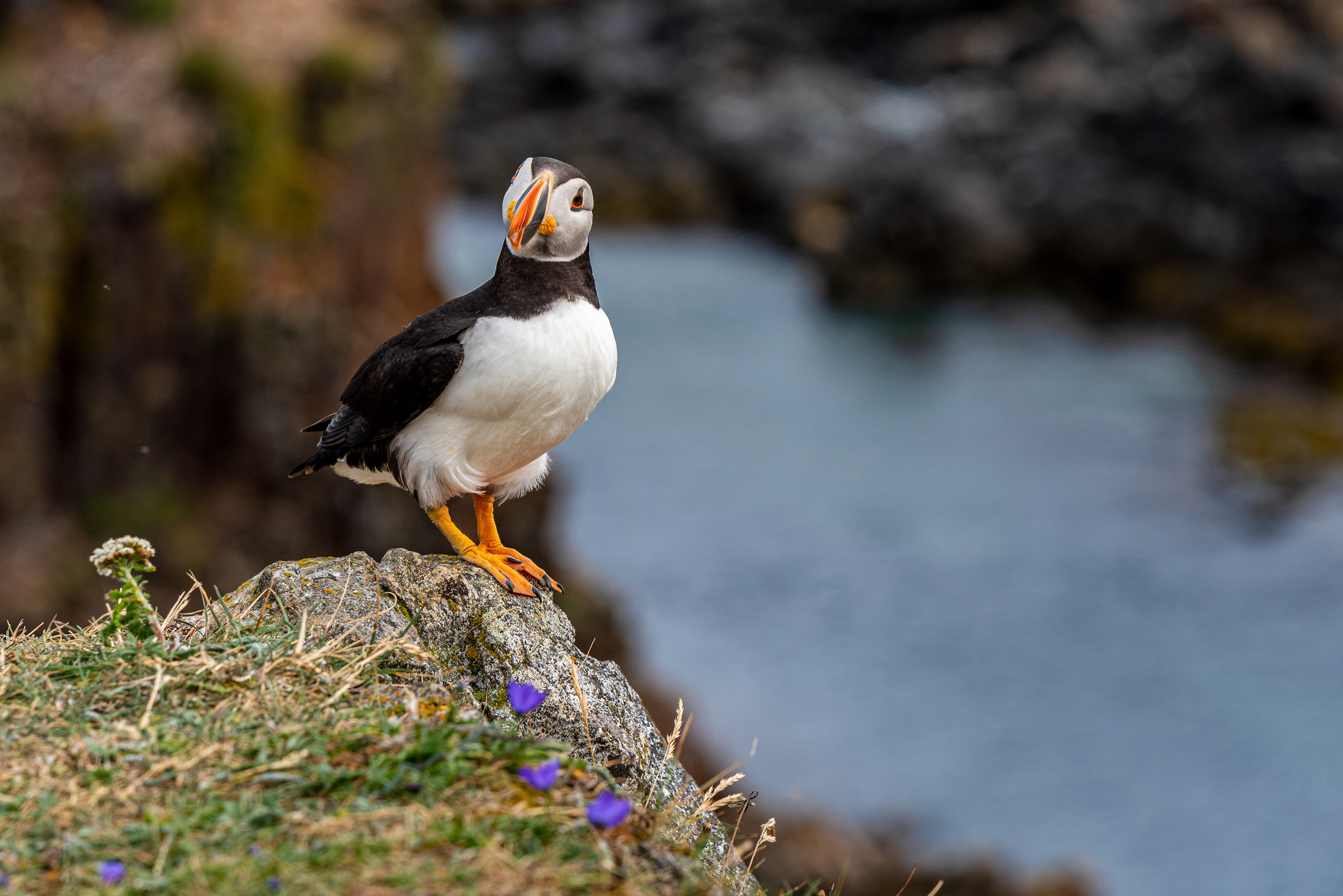 Elliston Puffin