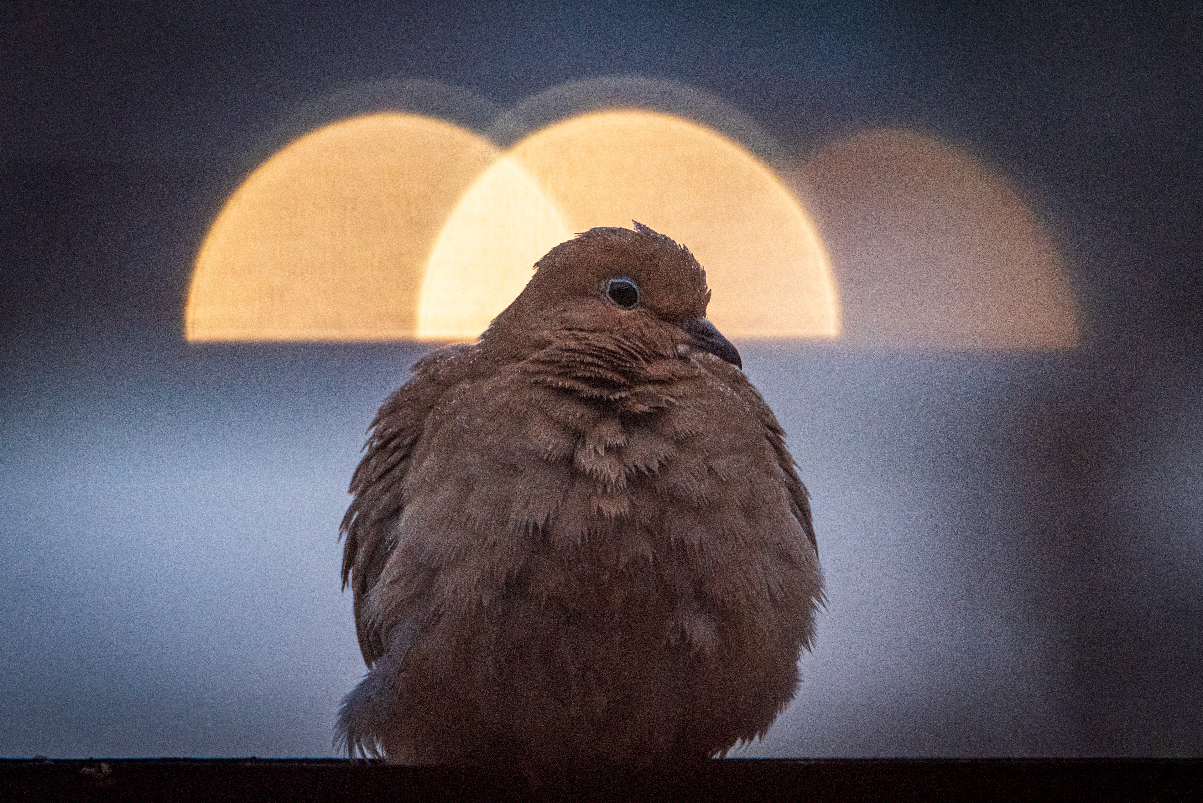 Mourning Dove