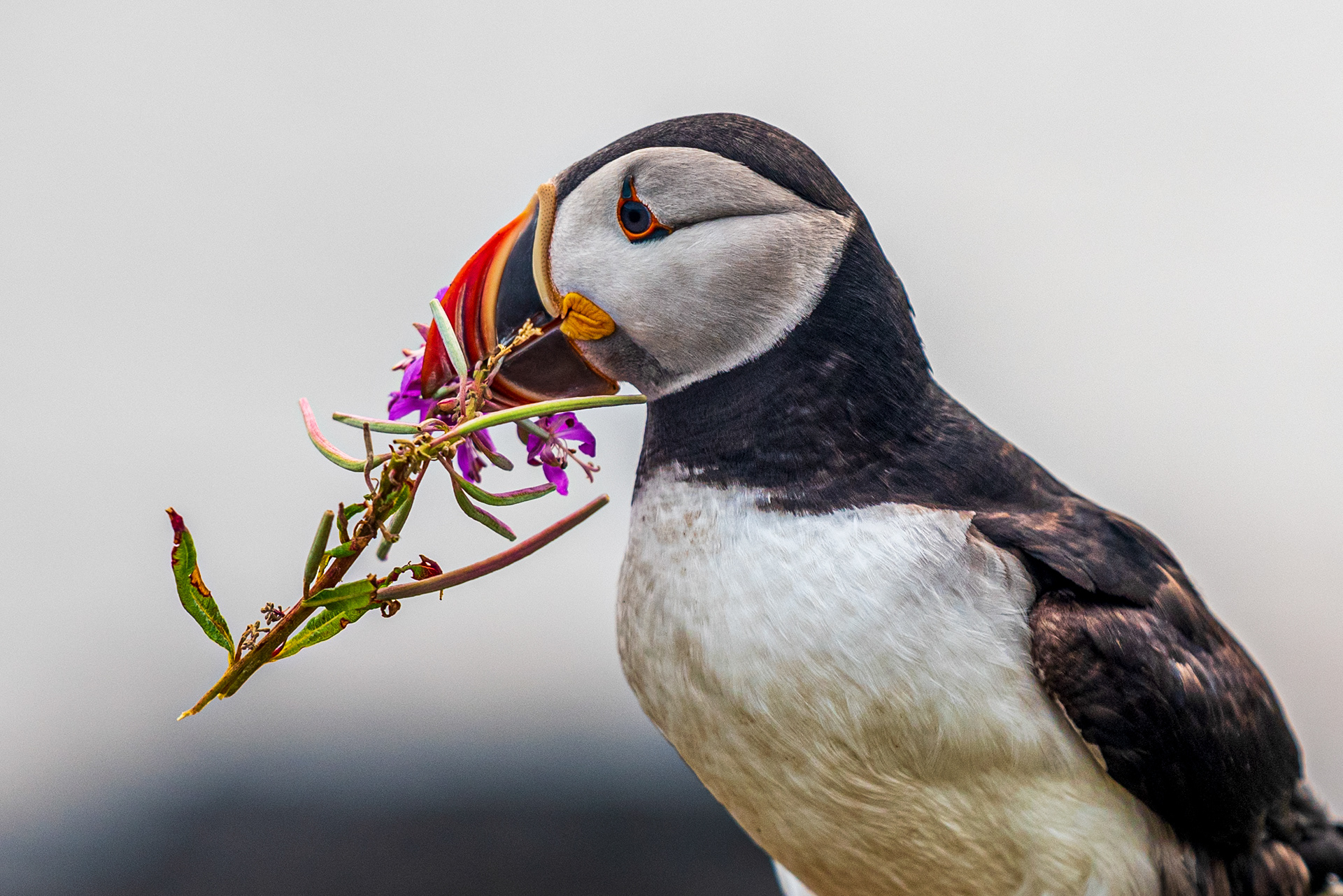 Elliston Puffin