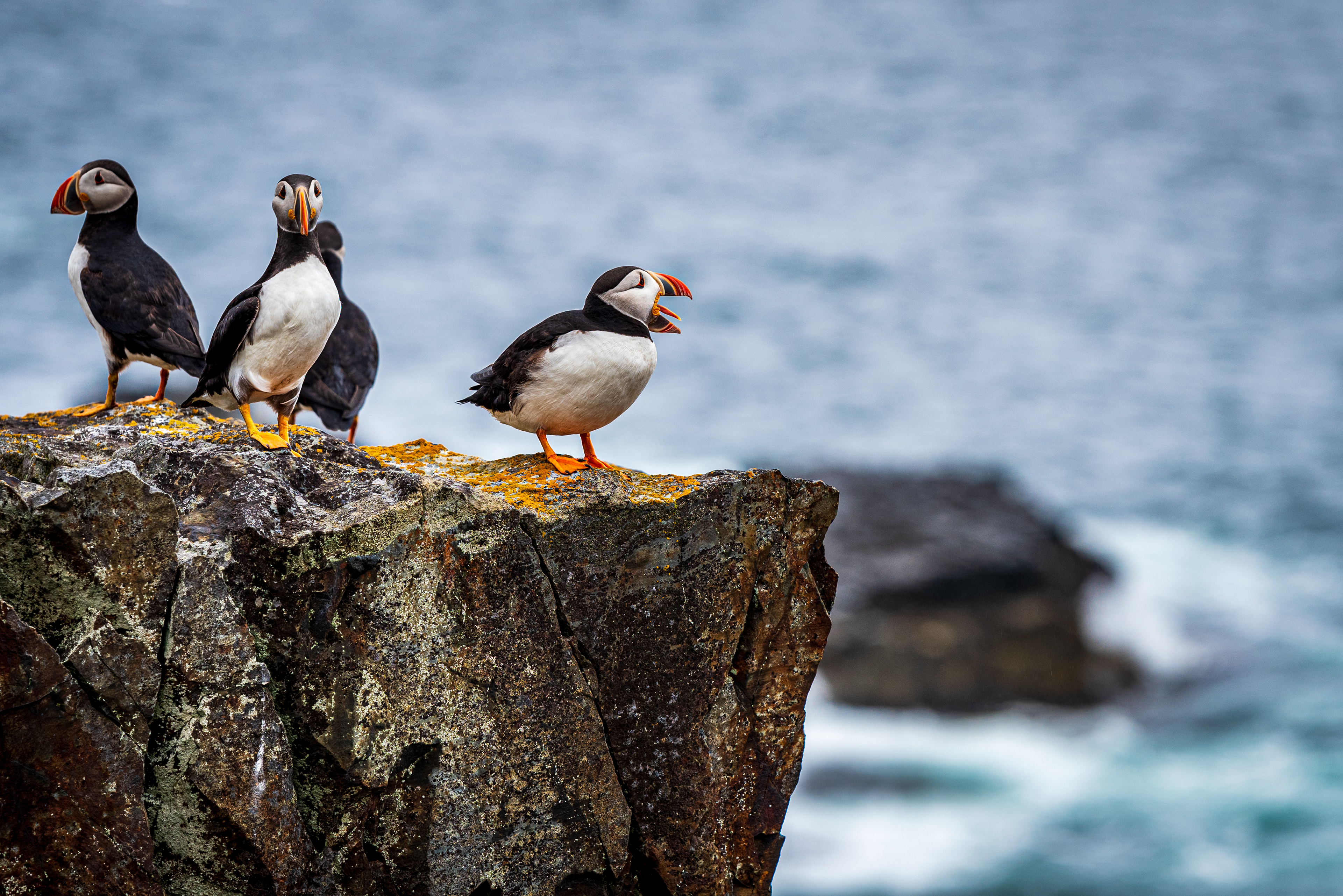 Elliston Puffins